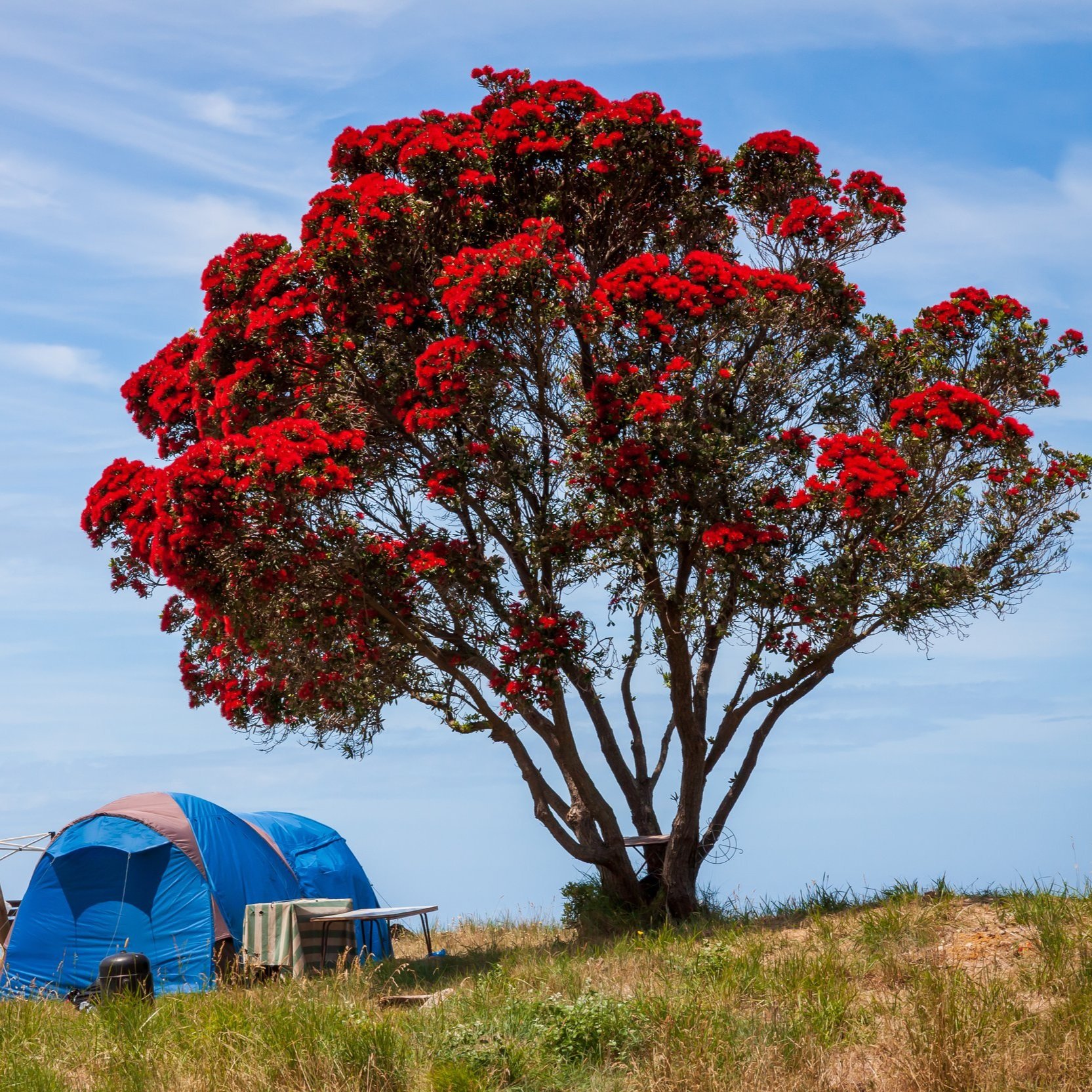 What to expect from a Kiwi Holiday season