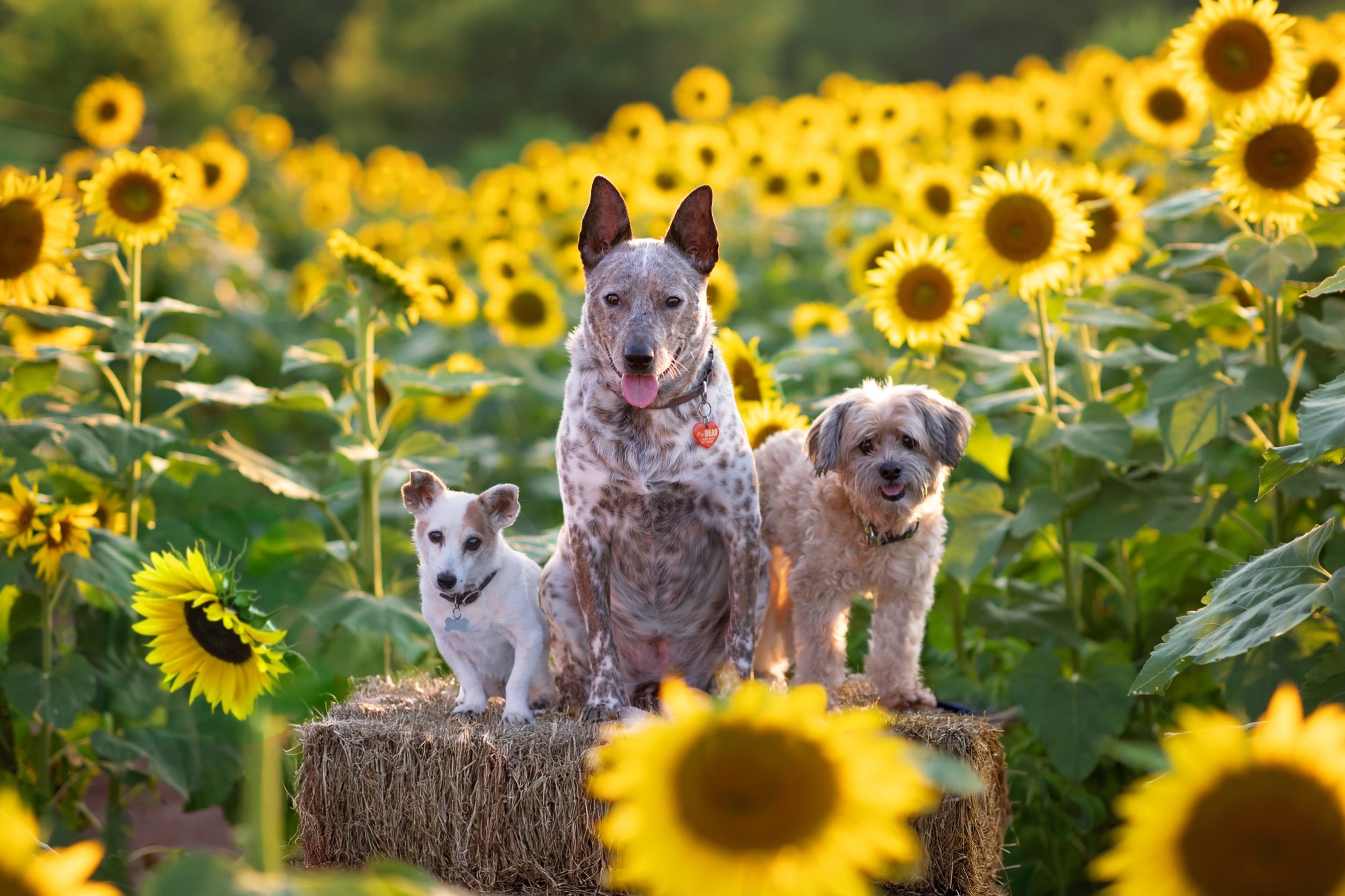 HALFORD ORDER 24x36 ACRYLIC.jpeg