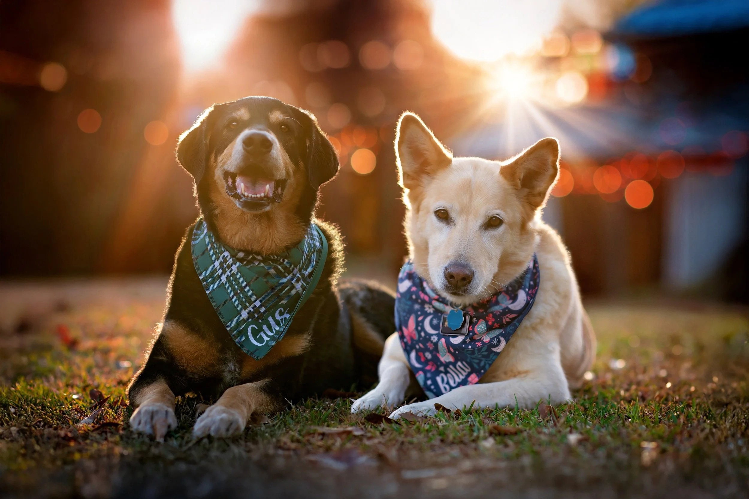 GUILD ORDER AK-38.jpeg