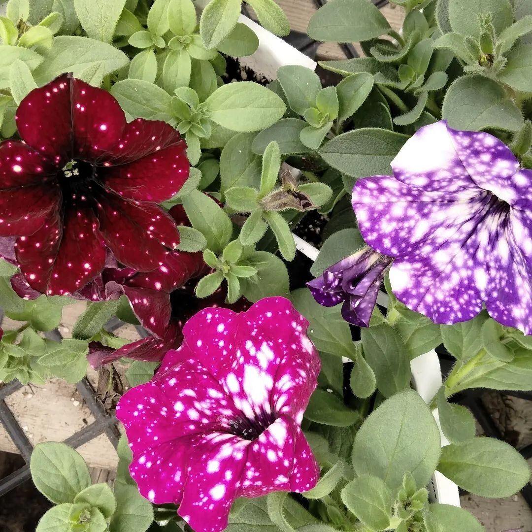 I get *very distracted when we're setting up the sales area for May. 🤯 I forget to share all the fun additions we made! Some of those additions this year include these varieties of premium trailing petunias 🌸 They are great options for planters and