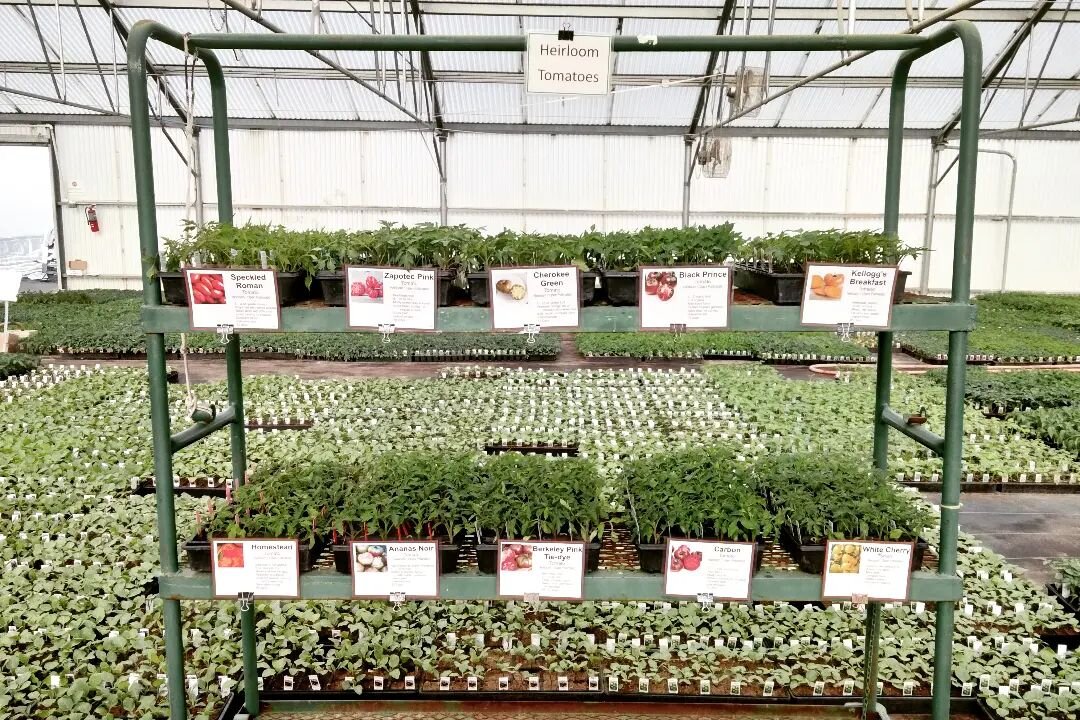 Most of the new tomato varieties are out and ready for you to shop! We've been looking forward to this for a while. Eee! Please let us know what you think of the selection or if you have any suggestions. 

#speckledroman #zapotecpink #cherokeegreen #