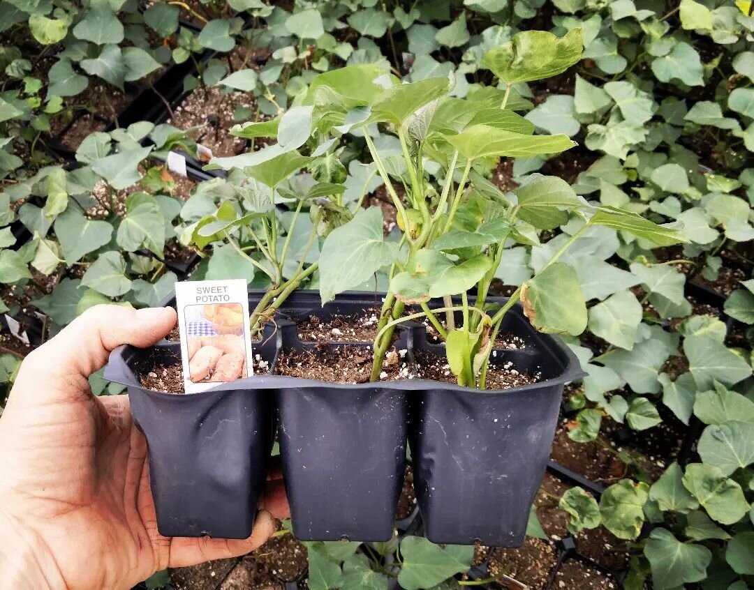 Let's start the week off with some sweet potatoes, okra and cut flowers 🍠🌱🏵️ Something for everyone!