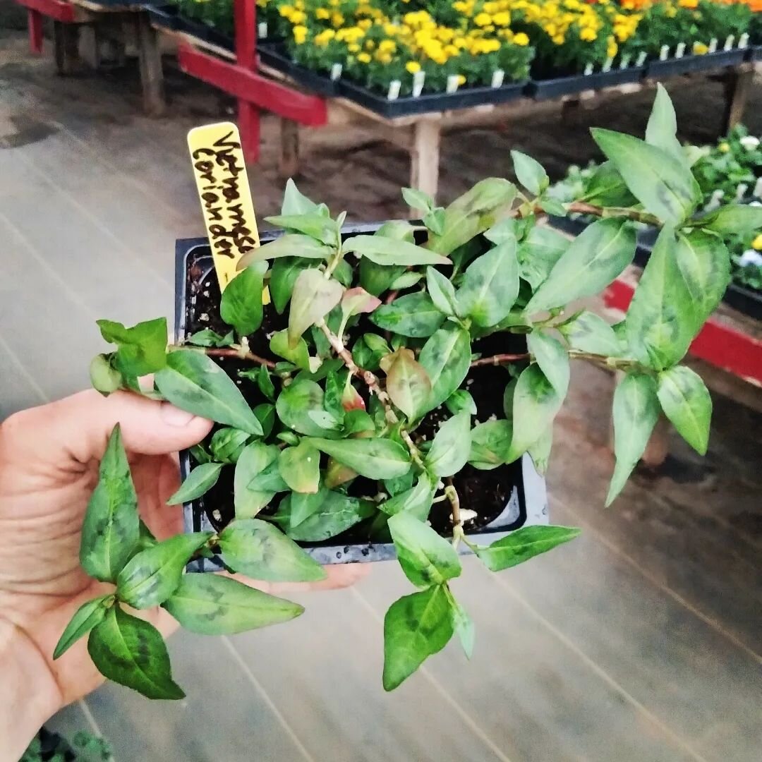 Whether you're building up an herb garden or want to try something new-ish, we'll have a limited run of these tasty morsels! 

Vietnamese coriander 
Apple mint
Greek oregano