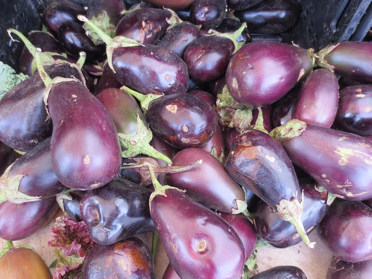  An assortment of eggplant make a vibrant color addition to the spread of food available. 