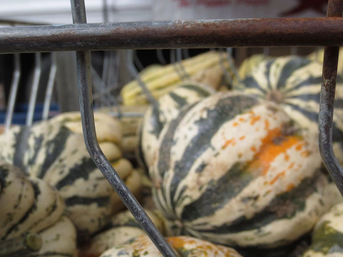  Squash is an indicator of the fall harvest season. 