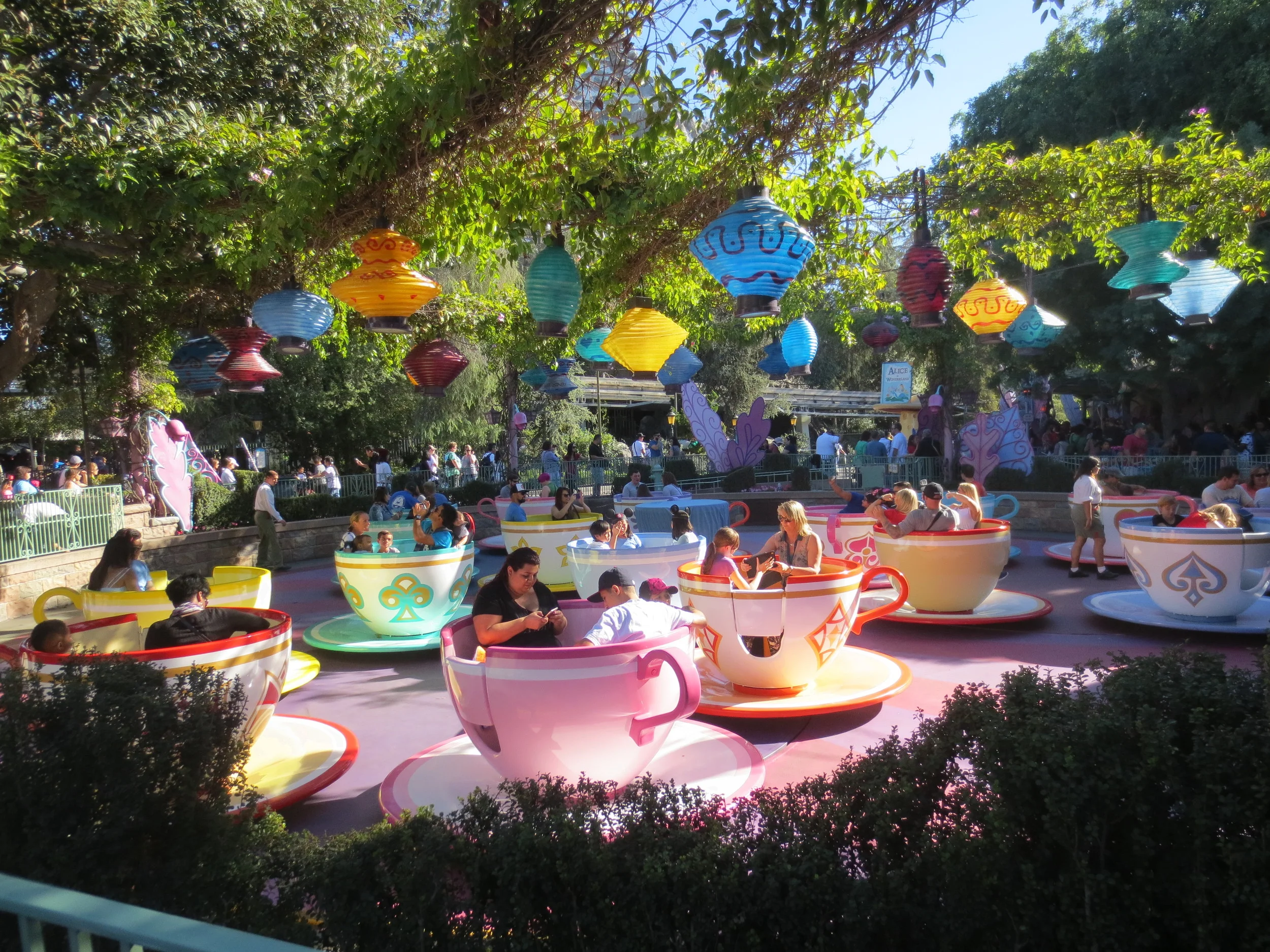 Teacups