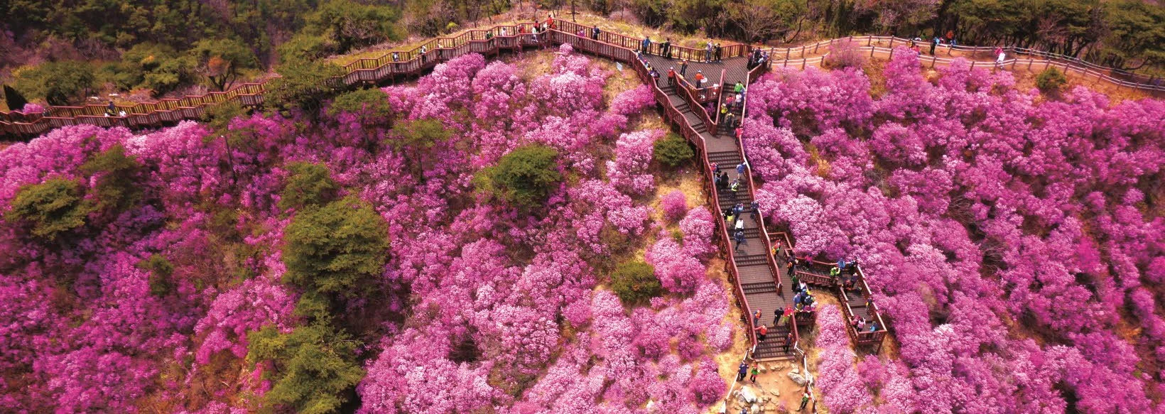 사본 -고려산_진달래_(1)_2.jpg