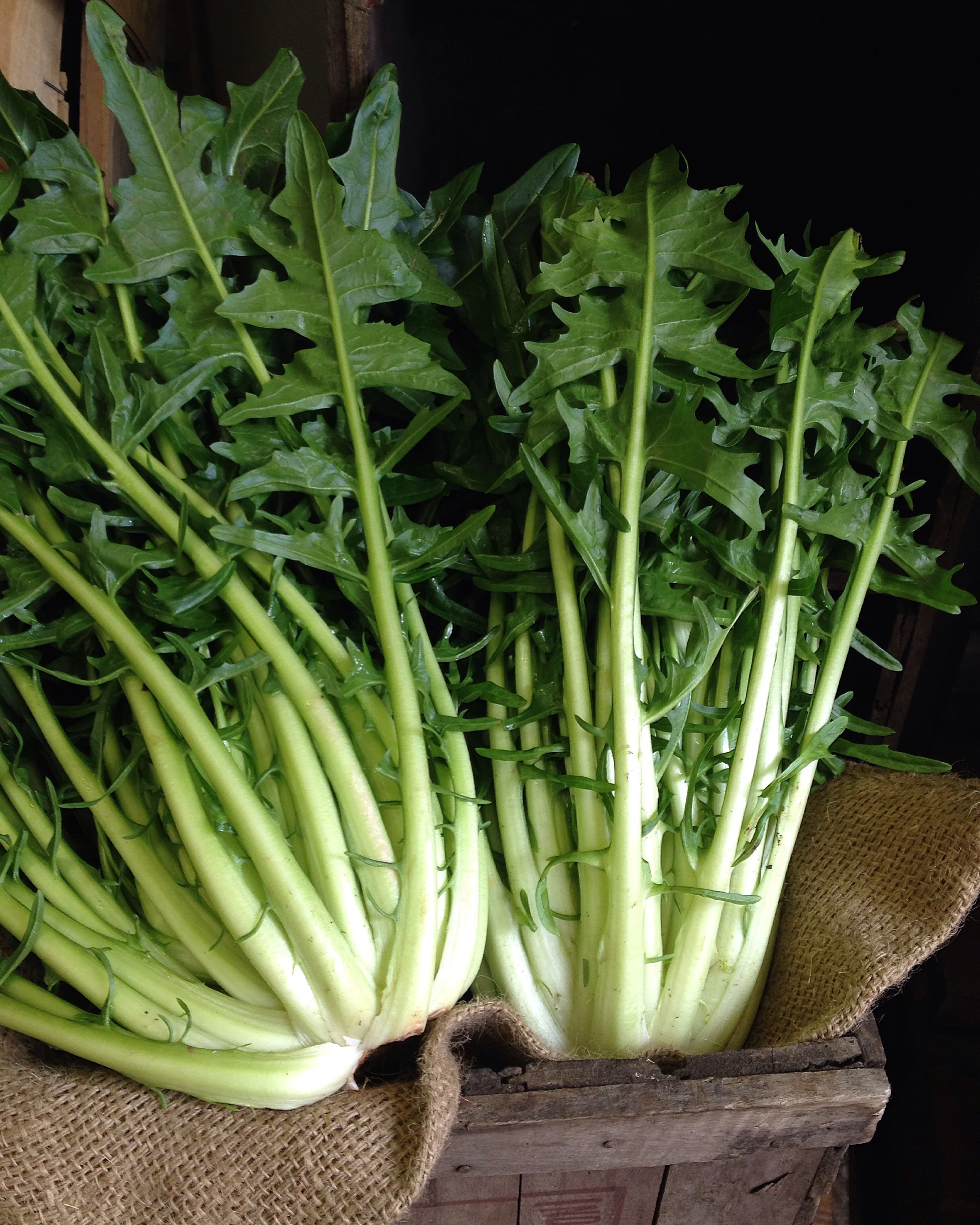 New name Puntarelle — Puntarelle & Co