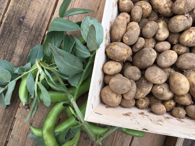 JERSEY ROYAL POTATOES Photo ©Evie Saffron Strands