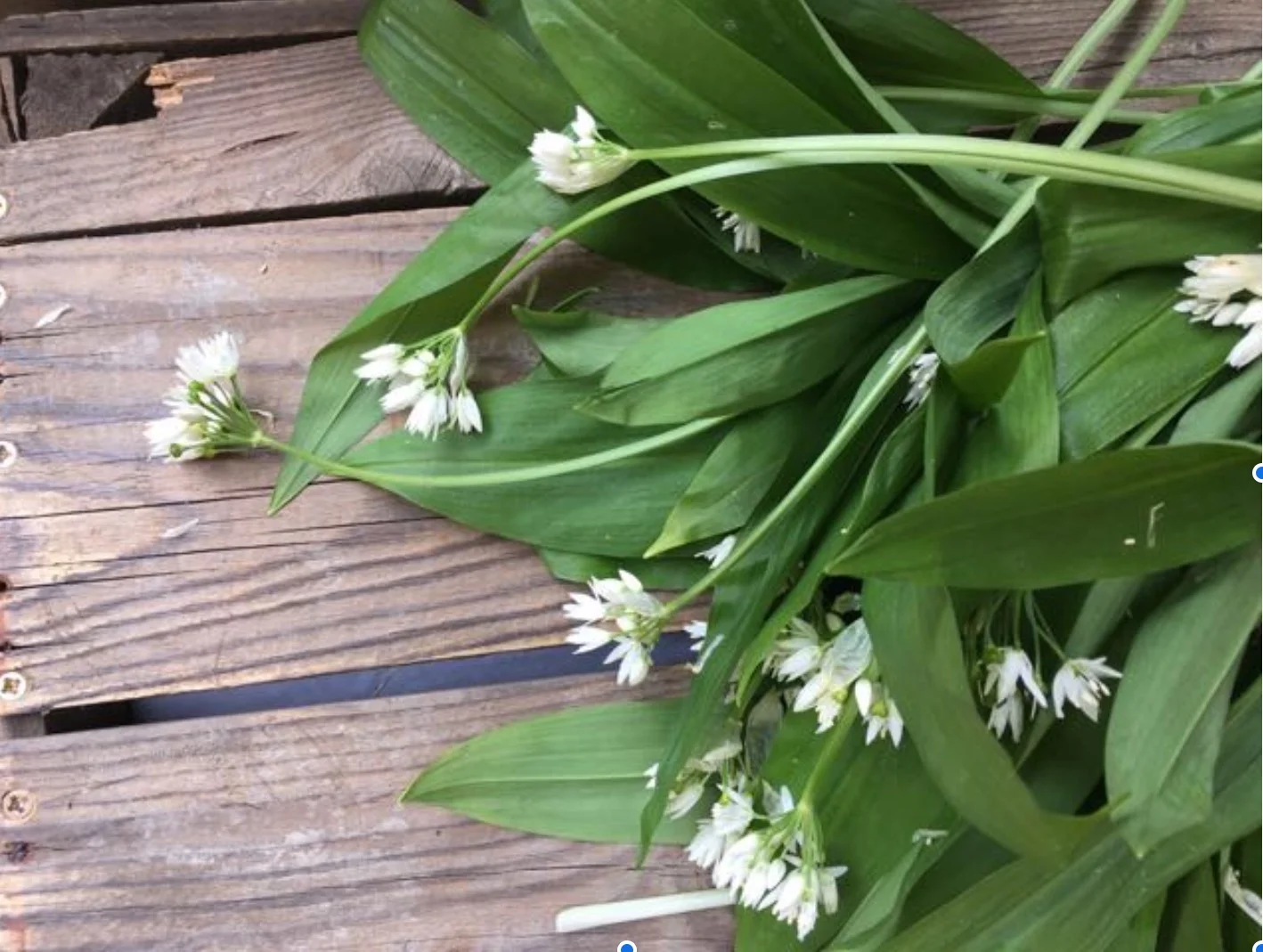 Wild Garlic Leaves