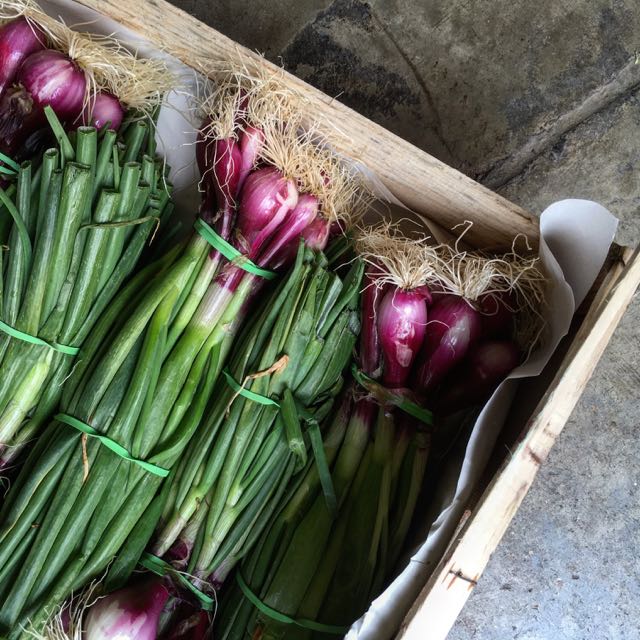 Photo ©Evie Saffron Strands Grelot Onions Unseasonably cold weather in Europe has meant a slow start to Spring crops but as we tiptoe into May, sweet, crisp Grelot Onions have arrived from France. A little later than our own Spring Onions, and more bulbous in shape than our own, they come in both white and red varieties. Their tops can also be used in the same way as chives. It’s hard to think of a cuisine that doesn’t rely on Onions in some form or another. They have a particular affinity with butter, cream, cheese and anchovies. Trimmed Grelot onions can be eaten raw, or, sliced in half, can be brushed with olive oil and cooked on a hot griddle until softened to serve with roast and grilled meats. They cook to a sweet, caramel lushness in a tray of mixed roast vegetables and a silky sweetness in a French Provençal classic Spring Vegetable Barigoule. In Italy they would find their way into a dish of Vignarola right now – a spring stew of sliced onion, artichokes, broad beans and peas, though Italians would prefer their own Tropea spring onion in the mix. Expect to see French Grelot Onions, alternating with Italian Tropea Onions on our shelves for the next few weeks.