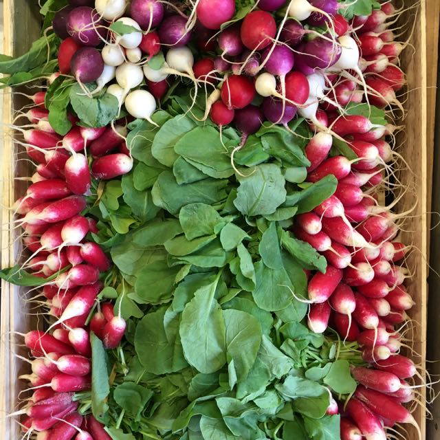 Radishes Photo ©Evie Saffron Strands So, what new season produce can we expect to come through our doors in MAY ? Asparagus and outdoor-grown Rhubarb from our Kent grower throughout May. English Spring Onions continue. Given a little warm weather we will be welcoming English Broad Beans and Peas , later in the month to take over from French and Italian varieties. Small, crunchy English Cucumbers will be with us through May, along with Radishes and Spinach . We are particularly looking forward to introducing English Watercress direct from the grower later in the month. You can expect lots of fresh, vibrant Herbs . Hopefully, we will see some English Wild Hops too, if we have some warmer weather, though these will be fleeting. Meaty, yellow ‘Pineapple’ Tomatoes and colourful Heritage ones are now here from France and we expect more varieties with real flavour as the month progresses. French Apricots , hopefully some Bergeron, take over from the Italian and Spanish ones later in the month. We have had some promising English harvests over the past two years so we may have some for you in June/July. Peaches and Nectarines from Italy will follow the Spanish this month, later joined by French ‘blood’ varieties. Strawberries from Italy, Spain and France are tasting good, and we may have English-grown fruit from our Kent grower in mid-May. Cherries from Italy, Spain and, later, France. Towards the end of the month we could have English Gooseberries and Raspberries . Courgette fruits and flowers and Fennel from both Italy and France. Wet Garlic from France and Italy will continue, as will Italian Tropea Onions and French Grelot Onions . The first new season Borlotti Beans and Yellow Fine Beans from Italy. We expect French Artichokes to take over from Italian chokes. New Potatoes from Jersey, France and Cornwall. Morel Mushrooms will be available. We will have foraged Sea Spinach this month.