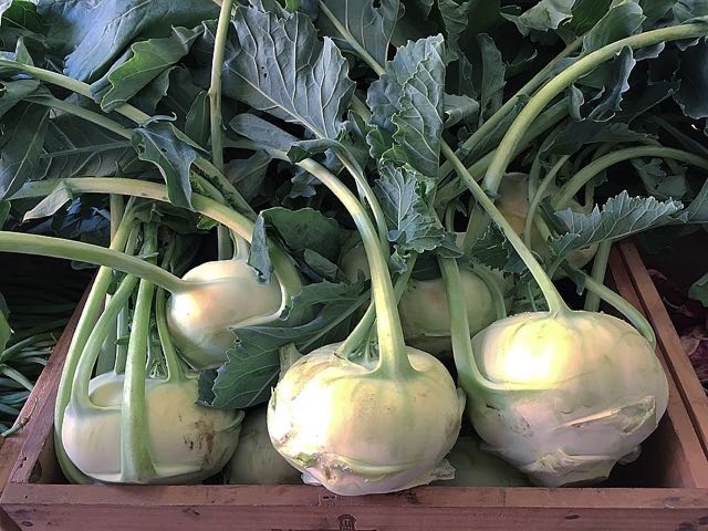 Kohlrabi Photo ©Evie Saffron Strands JUNE May was the month of Artichokes, Tropea Onions, Fennel, Fine Beans and Courgettes from Italy; Grelot Onions, Wet Garlic, radishes and Watercress from France; English Asparagus, recovering from everything the weather could throw at it, and early Strawberries with real flavour arriving from Kent. We had wonderful English foraged Sea Vegetables too. The second half of the month brought the first tender English Artichokes and, in the final week, the first picking of English peas, so sweet we just wanted to eat them straight from their pods.