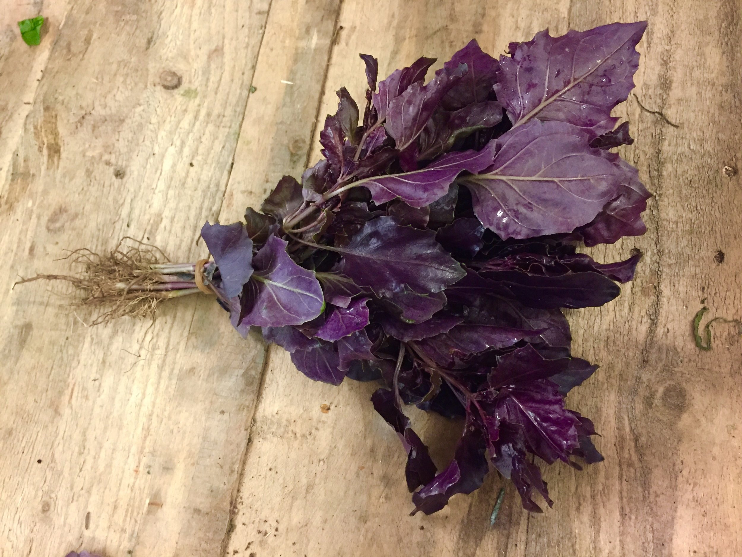 Purple Ligurian Basil Photo ©Puntarelle&Co Ltd In the first week of JUNE , as I write, this is what stands out for us on the shelves of Puntarelle & Co : Several varieties of sun-ripened Italian Tomatoes along with flat, pink Cipollini Onions which roast so well, great quality new season Garlic for keeping. Italian Borlotti Beans , Fennel and Courgettes – Round, Romano, Yellow and Green . A number of forms of Italian Cicoria and Aubergines and both Green and Purple Ligurian Basil . We also have the first supply of Tenerumi (leaves of the Cucuzza Zucchini) from Italy for pasta and soups. English new season produce is becoming more available. We have Asparagus from our Kent grower coming in at better prices now we are well into the season. We have English Watercress direct from the grower, Artichokes , Peas , Broad Beans , Cucumbers , Radishes , Spring Onions , Spinach and juicy Kohlrabi . Small red/yellow Watermelons and the large Greek variety liked so much by our customers. The special thin-skinned, orange-fleshed Melons from Italy now join the Cantaloupe Melons . We have new season Sicilian Green Lemons , prized in particular for their highly fragrant zest. We also have the first large, plump Green Figs from Italy. There are various vibrant Fresh Herbs along with English Strawberries, Raspberries and the first of the Gooseberries. Italian Peaches , Nectarines and Apricots are already plentiful and French Cherries are starting to arrive. 