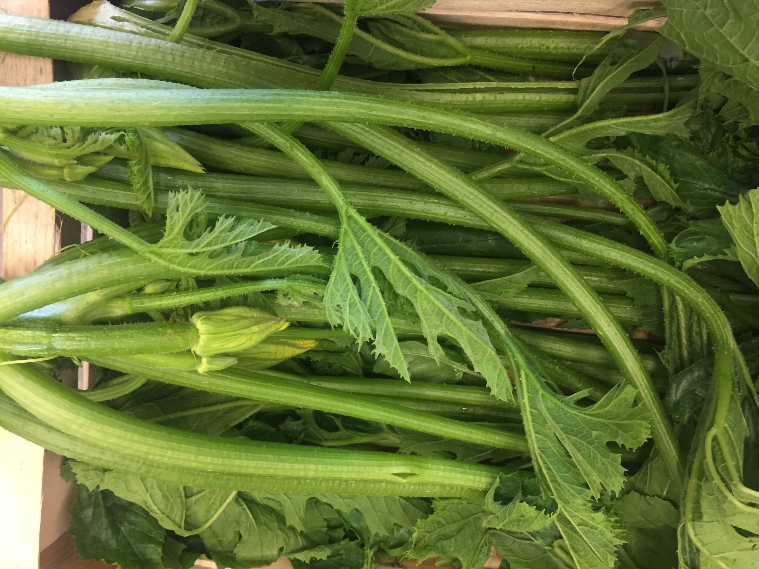 Tenerumi / Leaves of the Cucuzza Zucchini Photo ©Puntarelle&Co Ltd So, what new season produce can we expect to come through our doors through JUNE ? English Broad Beans and Peas and, perhaps, the first English Fennel bulbs . The Asparagus from our Kent grower will take us up to the last week of June with lower prices than in May. Watercress sourced direct from Kingfisher Farm in Surrey, who have been growing watercress for more than 150 years, should be with us throughout the month. New Potatoes from Jersey, France and Cornwall. British Strawberries , Raspberries and Gooseberries will be benefiting from some summer sun in June. English-grown Herbs – Mint, Coriander, Parsley and Dill in particular as well as Cucumbers , Radishes , Spring Onions and Spinach . Crunchy French Grelot Onions will continue through the month and we will have a good supply of Round , Romana , Trompetta , White , Yellow and Green Courgettes and Tenerumi (leaves of the Cucuzza Zucchini) from Italy. There will be Borlotti Beans and a greater variety of Aubergines this month. Even sweeter varieties of sun-ripened Italian Tomatoes . The supply of flat, pink Cipollini Onions for roasting should continue as should quality new season Garlic and crunchy Kohlrabi . We should continue to have small red/yellow Watermelons , Cantaloupe Melons and new season Sicilian Green Lemons , prized in particular for their highly fragrant zest. Peaches , Flat Peaches , Nectarines, Apricots and Green Figs from Italy. We expect both Red and Rainier Cherries from France as well as White and Blood varieties of both Peaches and Nectarines (pêche de vigne & nectavigne) . Plums from France and Italy should be arriving and Green Almonds are now in season. By late June we should have English Cherries arriving.