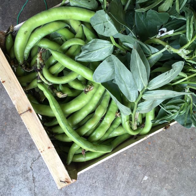 Broad Beans Photo ©Evie Saffron Strands BROAD BEANS Our first Broad Beans of spring usually come from Italy and, this year, they began to arrive in the first week of March. Now English Broad Beans are with us. Very early small bean pods can be cooked whole and eaten simply smothered in melted butter. As they become larger, they need to be removed from their pods. Late Broad Beans are best podded, boiled and then popped out of their grey-green outer skins to reveal the vibrant green kernel. This removes not just toughness but the bitterness that can become more pronounced when the season is ending. Even late crops can be tasty if treated right. By this time the kernels may have taken on a mealy texture but can be pureed and spread on warm toast, used for a pasta sauce or be added to soups. Broad Beans have a particular affinity with bacon so what’s nicer than a warm salad of cooked beans with new potatoes, bacon and peppery rocket or English watercress.