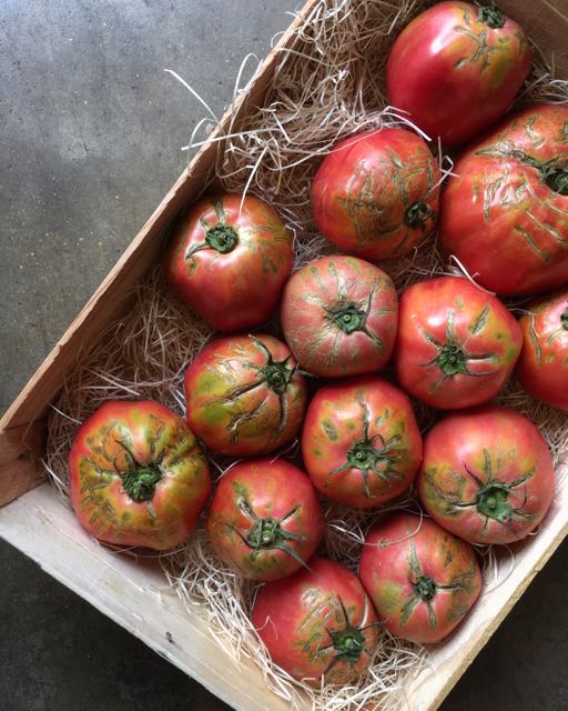 Sorrento Tomatoes Photo ©Evie Saffron Strands JULY June saw much more British-grown produce through the doors at Puntarelle & Co. Strawberries, English Broad Beans and the sweetest of English Peas came in from Kent and there were Artichokes and proper peppery Watercress too. We had Sicilian flat pink Cippolini Onions, Italian Tenerumi, Ligurian Basil and the first of the French Cherries including white Rainier .