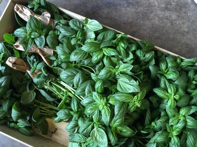 Ligurian Basil (roots on) Photo ©Evie Saffron Strands As I write this we are entering the second week of July and a word about pricing is due. Prices at the farm gate and market are rising due to a combination of factors – the early effects of Brexit, on exchange rates in particular, a drop-off in available labour to harvest British produce; a higher demand for European produce from other parts of the world, particularly China. We are trying our very best to keep down prices charged to our customers, but you will notice some increases. In the arch right now we have: Tomatoes with real flavour and texture from Italy – the Sorrento in particular stand out. Grown in the volcanic soil around Mount Vesuvius, don’t be fooled by their scarred appearance and, sometimes, green shoulders. Their fleshiness and taste is exceptional. The scent of Ligurian Basil is wafting across my desk. We are particularly pleased when we can get this with the roots on which helps us get it to you at its best. Italian Zucchini (Courgettes) , including a creamy fleshed Rondo variety. From France there is new season Leafy Celeriac , La Ratte Potatoes and Brittany Artichokes. Possibly the last of the really sweet English Peas . Fleshy, large-leaved English Watercress direct from the grower. Norfolk Scrapers New Potatoes have followed on from Jersey Royals and Cornish new potatoes. Cucumbers have joined the English Spring Onions and green Kohlrabi is here, looking less spectacular than the purple but tasting better. We are welcoming the French and Italian Melons and the Watermelons from Greece in this hot spell. They are, of course, getting better and better as July progresses. Particularly luscious English Cherries have joined those arriving from France and there are plenty of Strawberries and Raspberries from Kent along with English Gooseberries . Sweet juicy Nectarines and Peche de Vignes (Blood Peaches) have arrived from France. We have Apricots and the first Black Figs from France too.