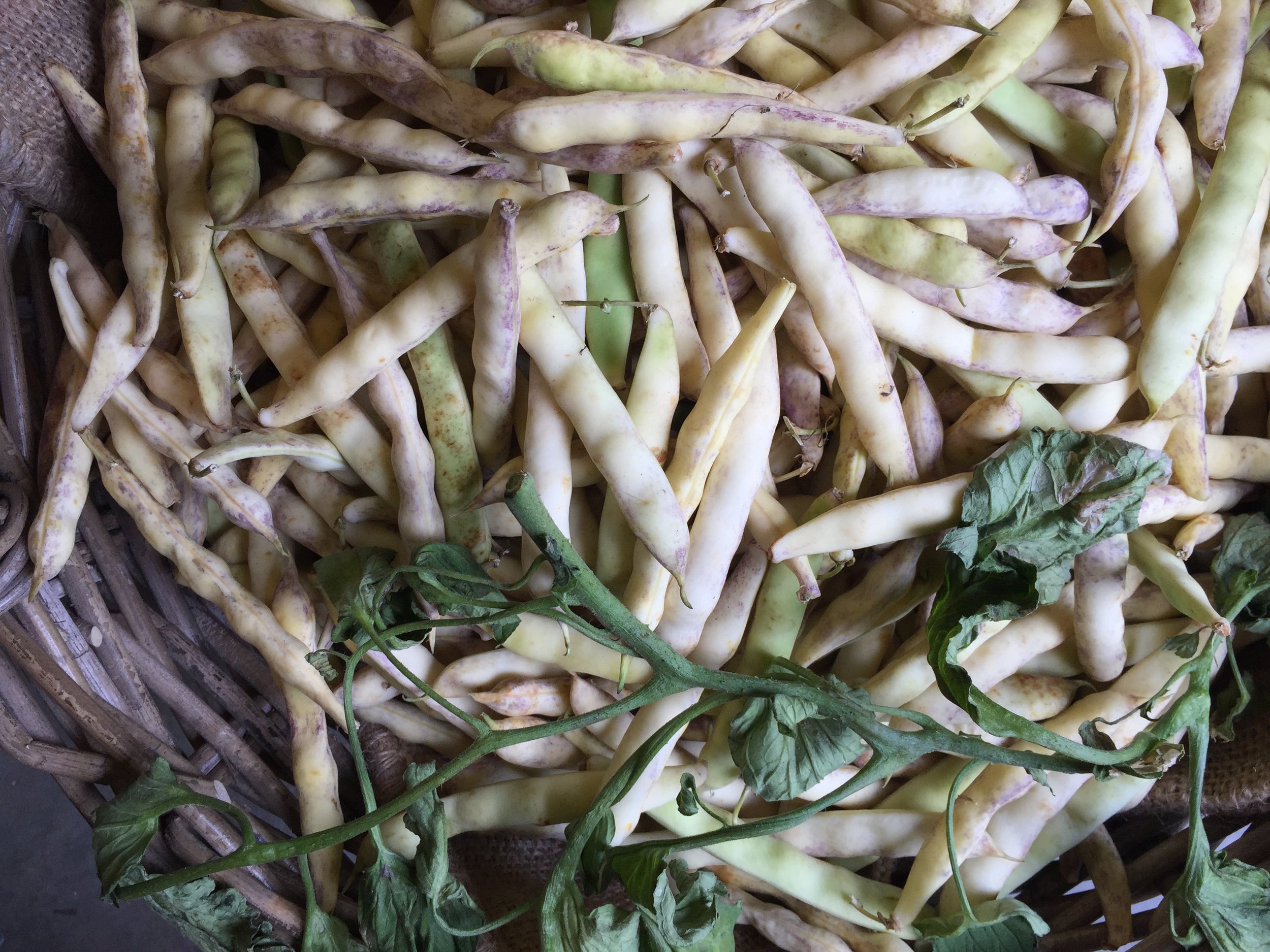 Coco de Paimpol Photo ©Puntarelle&Co Ltd Coco de Paimpol It’s early, but the first of the Coco de Paimpol have arrived. These semi-dry white haricot beans have an AOP designation of origin so only beans grown in a small coastal area of Brittany can be named Coco de Paimpol. The temperate climate in this area allows for a long, slow growing period producing thin-skinned pods and a tender seed coating. The plants are uprooted once the beans have reached the stage when the pods are just beginning to show signs of drying and then harvesting is done by hand. The pods of Coco de Paimpol are pale yellow/cream with light violet markings – less showy and smaller than a Borlotti. The bean has a delicious nutty flavour and cooks quickly to a particularly creamy consistency. That creaminess pairs beautifully with fish – a pan-fried fillet of cod, or other white fish on a bed of Coco de Paimpol with, maybe, a few Girolles mushrooms would be my choice. For a tasty, nutritious, vegetarian dish, pod the beans and cook them for 2-3 minutes. Add them with a little of the cooking water to sliced onion which has been cooked in oil until soft, chopped tomato, thyme leaves, salt and pepper; pour into a gratin dish, cover with breadcrumbs and bake in the oven to brown the crumbs and bring all the flavours together.