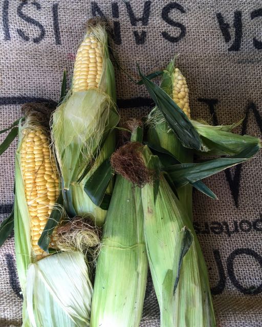 English Corn on the Cob Photo ©Evie Saffron Strands This summer is racing by and many fruits and vegetables are starting early. Very hot temperatures on the European Continent and unseasonably cool, wet weather in the UK is undoubtedly affecting crops. So, what new season produce can we hope for during August? English Aubergines should continue along with Corn on the Cob , English Runner Beans , Green Beans and Bobbi Beans along with varieties Courgettes . Watercress direct from our Sussex grower and bunches of fresh English Herbs . We should see more varieties of English Plum including the dusky, bitter Damson Plum much prized by our jam-making customers. English ‘ Autumn’ Raspberries and Blackberries should be available throughout the month, and look out for Kent Cobnuts later in the month. The English Pear season is now underway and Apples , including ‘Discovery’ traditionally the first apple to be harvested and ‘George Cave’ are here with more varieties to look forward too soon. We may see some English Apricots this month, though the lack of sun and warmth is an issue. A small amount of English Cherries may still be around in August, the latest variety we have had being the very dark fleshed ‘Sweetheart’ . Fragola Grapes (Strawberry Grapes) from Italy should be joined by Muscat Grapes from France. Watermelons from Greece should continue. From Italy, Flat and Round Peaches and Nectarines if the hot weather on the Continent hasn’t been too destructive. Tomatoes , including we hope the Sorrento grown in the rich volcanic soil surrounding Mount Vesuvius. We hope too that the highly fragrant roots-on Ligurian Basil will continue. From France, luscious Black Figs as well as the Blood varieties of stone fruits Peche de Vigne and Nectavigne , highly perfumed Charentais Melons and a couple more weeks of sweet, fragrant, Mirabelles . Reine Claude Plums should continue a little longer and English Greengages are likely to join them. A greater variety of new season Potatoes will be arriving as the Earlies come to an end and Maincrop varieties are harvested. The hoped for Organic English Fennel from our grower has been attacked by pests this year but we will have bulbs from other sources throughout the month.