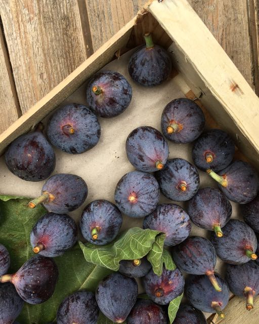 French Black Figs Photo ©Evie Saffron Strands The weather in London may have taken a strange Autumnal turn but salads are still on the menu. This recipe is a seasonal marriage of green beans and figs, both of which are at their best right now. You could use Runner Beans, French Green Beans, or the Bobbi Beans variety we have. If all you want is those beautiful figs, I can’t think of anything better than to cut them in half and eat with a spoonful of ripe Gorgonzola. Salad of Green Beans and Figs (Serves 4) 300g Runner Beans or Green beans or Bobbi Beans 4 ripe figs 1 good handful of Rocket leaves 60g Parmesan, shaved with a vegetable peeler Dressing: 1 tablespoon Moscatel vinegar 1 teaspoon runny honey 3 tablespoons extra virgin olive oil Salt and pepper Mix the Dressing ingredients. Bring a pan of water to the boil and salt it. Top and tail (and slice if using Runners) the beans. Add to the water, bring back to the boil and cook for 2-3 minutes until the beans still have a little bite. Drain, plunge into cold water (to retain the colour) then dry on kitchen paper. When ready to serve, re-emulsify the dressing, toss the beans in it then divide them between four plates. Briefly place the rocket leaves in the dressing left in the bowl then add to the plates. Quarter the figs and arrange on the plates. Add the shaved parmesan and pour over any remaining dressing.