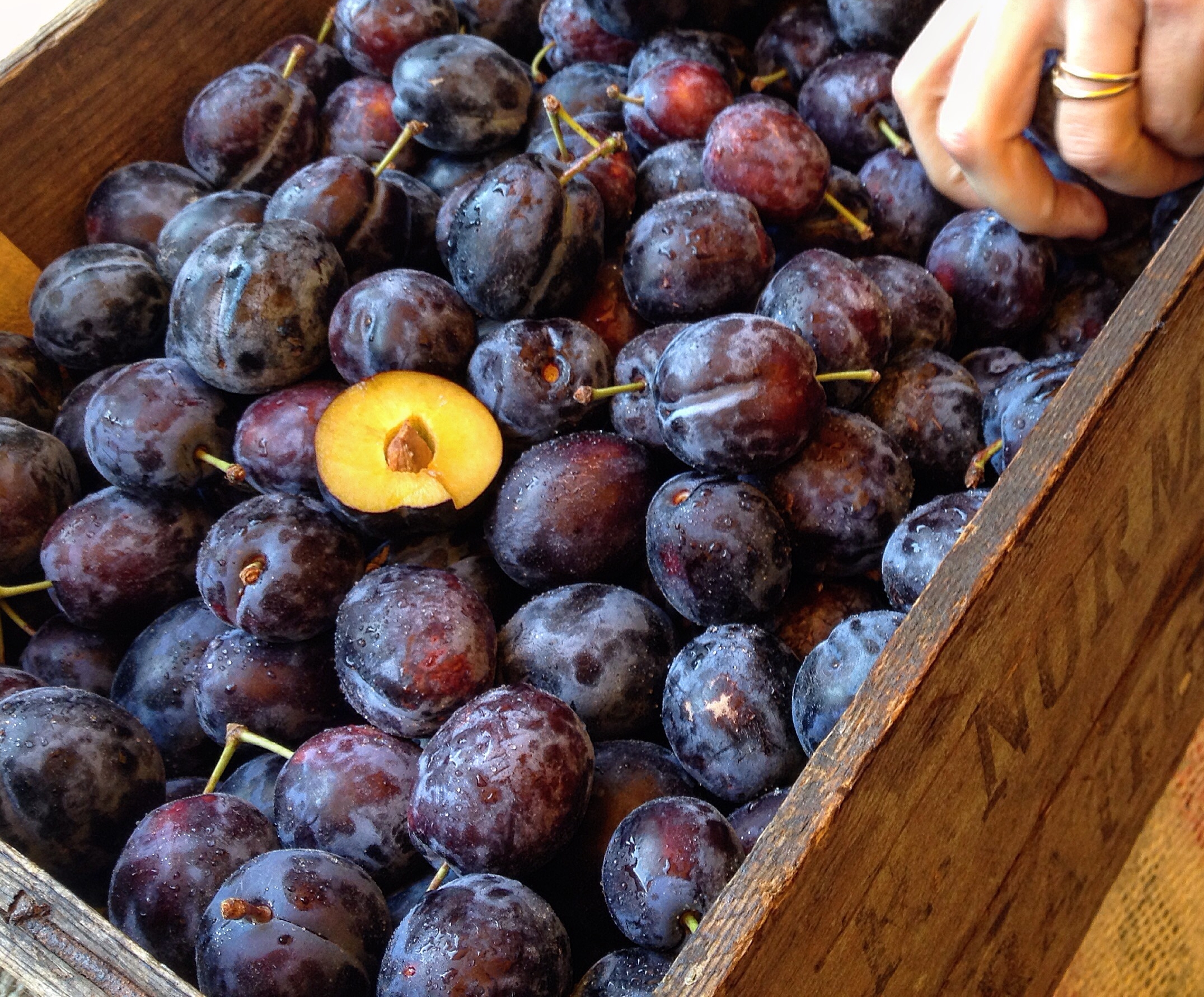 English Plums Photo ©Evie Saffron Strands AUGUST July was the month those sweet English peas just kept on coming and we feasted on English Berries and Cherries; when Coco de Paimpol Beans and the first black figs arrived from France; when rosy Apricots and Peaches from Southern Europe appeared; and the Tomato selection from Italy included the wonderful Sorrento variety grown on the slopes of Mount Vesuvius, their scarred skins belying their special taste and texture. In the arch, as I write in the first week of August, we have: Several varieties of great quality English Aubergines along with Corn on the Cob , crunchy Runner Beans , Bobbi Beans and four varieties of firm, creamy Courgettes . Watercress direct from our Sussex grower. English Plums have joined the French and Italian varieties. English Berries from our farmer in Kent have moved on to ‘ Autumn’ Raspberries and Blackberries . We collected the first English Pears from Brogdale fruit farm last week so their season is now underway and this week we have a tiny sweet variety called Bambinella direct from them. English Cherries , so good this year, are coming towards the end of their true season but we have the delicious, dark red Sweetheart variety this week. We have several types of Climbing Beans from France and Italy and now English ones too including Runner Beans and Bobbi Beans . We have bunches of fresh English Herbs – Coriander, Dill, Mint and Parsley Fragola Grapes (Strawberry Grapes) are here from Italy and Muscat Grapes from France. Watermelons from Italy too. From Italy, again we have Flat and Round Peaches and Nectarines . Tomatoes , including the Sorrento grown in the rich volcanic soil surrounding Mount Vesuvius and the San Marzano plum variety. Highly fragrant roots-on Ligurian Basil continues to arrive. This week, from Spain, comes Purple Figs . France has contributed the Blood varieties of stone fruits Peche de Vigne and Nectavigne . There are highly perfumed Charentais Melons and Reine Claude Plums along with sweet, fragrant, Mirabelles .