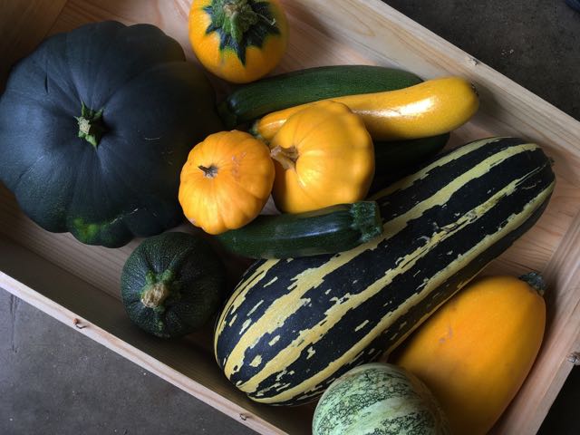 Courgettes and other Summer Squash Photo ©Evie Saffron Strands Courgettes and other Summer Squash Courgettes come under the category of Summer Squash which are all fruits of the Cucurbita family. They are with us until late autumn culminating in large marrows suitable for stuffing, then the hard-skinned varieties take over to see us through winter. They range from the most familiar long, thin, smooth-skinned fruits which come in dark green, yellow and white/pale green, through the distinctly ridged Cocozelle to the round tennis ball sized ‘Ronde’ types which can be very pale to dark green. The round, scalloped Pattypan and pale yellow Crookneck are Summer Squash too and then there is the Spaghetti Squash. The family also includes the Tromboncino, a long, slender, sinuous pale-green squash. Its dense, tasty flesh is particularly good sliced and eaten raw. When we can get it we bring this in from Italy but its trombone-shape makes it an inefficient squash to transport so most remains for home consumption. Late spring/early summer sees the squash flowers starting to appear on our shelves. They are good tossed in hot butter with new season vegetables or stuffed with ricotta, dipped in a light tempura batter and deep fried. A little later they arrive with their tiny fruits attached and are delicious given the same treatment but without any stuffing. The fruits are versatile. They can sliced, layered with tomatoes and basil and baked for a gratin, added to a vegetable stew like Ratatouille, or chopped and used for a risotto, adding a few sliced blossoms at the end if you have them. They make a surprisingly creamy textured soup cooked up with a little onion and potato – a handful of basil, dill or fennel leaves adds flavour. Chop and fry with onions in olive oil, add oregano, thyme or basil, maybe a little cream or an egg, and you have a pasta sauce. The Italians have a simple and delicious way with fried courgettes – Zucchini Scapece – meaning courgettes marinaded in vinegar and mint. Sliced thinly, Summer Squash are delicious served raw paired with ricotta or goat’s curd and toasted pinenuts or hazelnuts. They can also be stuffed and baked, but maybe that’s best kept for the large marrows. As yet we’ve never been offered any English grown Tromboncino but we are now well into the English courgette and summer squash season with lots of interesting and tasty varieties coming through our doors. 