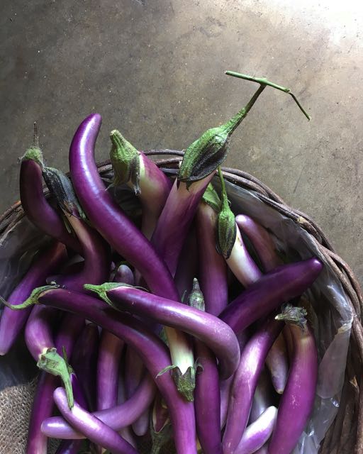 English Long Violette Aubergines Photo ©Evie Saffron Strands SEPTEMBER August was the month Europe battled the elements. Unseasonal heavy rains, lack of sun, excessive heat and hugely destructive fires all played a part throughout the continent. Many crops peaked unusually early, particularly in Italy due to prolonged hot spells. It proved to be a challenging month for growers, pickers and greengrocers alike. We saw the end of the English Cherry harvest but the start of our Plums, Pears, and Kent Cobnuts. Climbing Beans, Sweetcorn, Courgettes and Summer Squash arrived too.