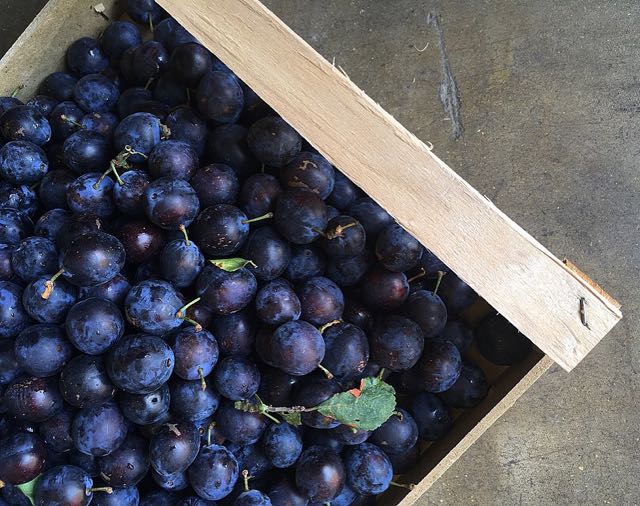English Damson Plums Photo ©Evie Saffron Strands English produce is to the fore again this month. In the arch, as I write on the first day of September, we have: Plump cobs of the sweetest English Sweetcorn . Watercress , Runner Beans and Black Cabbage , direct from the Kent and Sussex farms we work with. The first English Early Maincrop Pink Fir Apple Potatoes and a few early Pumpkin Squash . New season English Pears , three varieties of Apple and purple streaked Marjorie Seedling Plums from our Kent grower too. Damson Plums and Kent Cobnuts again too. English Heritage Carrots , creamy white Cauliflowers , Bobbi Beans, Beetroot , several varieties of English Tomatoes , organic Courgettes and Squash and several types of firm, weighty Aubergines . Beautiful quality English Leeks are here also. Mushrooms are becoming more available and, this week, we have Scottish Chanterelles and Girolles as well as Ceps . Happily, once again, we have those wonderful Sorrento Vesuvio Tomatoes . The new season Onions are welcome arrivals. This week there are Strings of Cipolla Rosa di Tropea from Calabria and large, flat and sweet Cipolla Bianca di Giarratana from Sicily along with sweet, delicate-skinned French Oignon Doux des Cevennes . French Black Figs are particularly good and there are high season Muscat Grapes from France and strawberry perfumed Fragola Grapes from Italy. Also from Italy are large, juicy, pink-blushed Nectarines and those sunny orange, highly fragrant Percoca Peaches which are so good for cooking.
