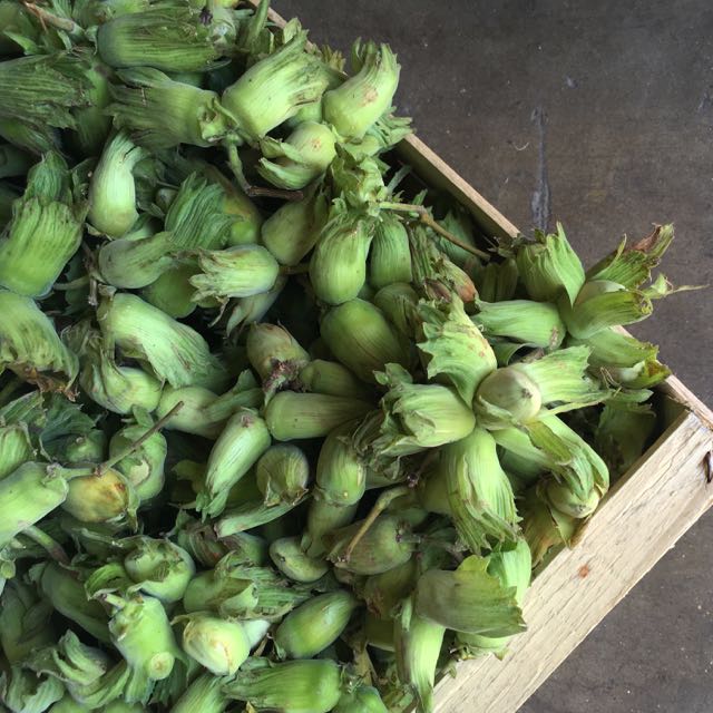 Kent Cobnuts Photo ©Evie Saffron Strands September marks the move into Autumn. Our expectations and appetites move on too. So, what new season produce can we hope for during September? We expect to have English Sweetcorn , Runner Beans , Bobbi Beans , Aubergines , English Tomatoes , Courgettes and Squash well into September. Plums from our Kent grower should arrive for a little longer, being replaced by the Apple and Pear harvest which is already underway. Kent Cobnuts will continue to be available too. English Heritage Carrots , creamy white Cauliflowers, Beetroot , Kohlrabi , Leeks , Watercress , Chard and Black Cabbage will be here throughout the month. We should also continue to have flavourful Tomatoes and new season Onion varieties from England and the rest of Europe. Varieties of English Maincrop Potatoes will be becoming in to join the Pink Fir Apple Potatoes which arrived this week.. Mushrooms should become more plentiful and varied this month with Scottish Chanterelles and Girolles as well as European Ceps leading. We can expectEuropean Black and Purple Figs and Muscat Grapes to continue. Autumn Squash and early varieties of Pumpkins will definitely be in. We may see some Miyagawa Green Mandarins and Pomegranates arrive.
