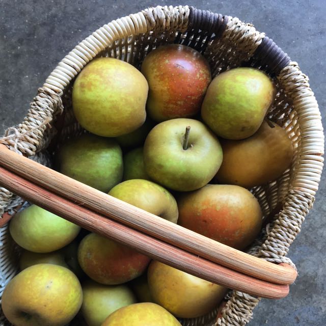 St Edmund’s Pippin Apple Photo ©Evie Saffron Strands Apples The English Apple harvest is now fully underway with ever more varieties joining the Discovery , which came to our shelves in mid-August. It’s now that the stone fruits of late summer, ending with dusky Damson plums, give way to northern hemisphere Apples and Pears. Apples grow well in a temperate climate and English apples are hard to beat. There are over 2,000 varieties – dessert, cooker and in-betweener. Sadly, only a tiny number of these are commercially grown. Flavours and textures vary greatly depending on the variety of apple. Deep red apples are beautiful to look at and tasty if eaten freshly picked, but it’s the green/brownish-skinned ‘Russet’ family and those streaked green/red that improve with keeping. For the 4th year running we are buying our seasonal apples and pears from Foxendown Fruit Farm in Kent. We start collecting their harvest of ‘Discovery’ apples in August and finish in late January. John, the owner of this small family run farm, guides us and helps us choose from his 20 varieties of dessert apple and 3 cooking apples (along with his shorter season pear crop of Triumph of Vienna, Conference and Comice – in now and through October). This week we have Dessert Apples: Laxton Fortune , a Cox/Wealthy apple cross which is juicy, crisp, aromatic and a little sweeter than a Cox’s Orange Pippin, with us through September Worcester Permain another early-mid season apple; can have a light strawberry flavour and is picked to the end of September. St Edmund’s Pippin , a richly-flavoured Russet apple picked to the end of October Early Windsor , a cross between a Cox and a Dr Oldenburg: similar to, and a little earlier than, the Cox’s Orange Pippin and should arrive up to mid-November. More apples will follow, including those Cooking Apples that need a little longer on the tree. For the kitchen, it’s hard to beat a Bramley for a classic apple pie or crumble but where less acidic, firm-fleshed apples are needed, reach for varieties like Laxton Fortune, Cox or Russet varieties or the later Braeburn. All have a good balance of sour and sweet. Good spices for apples are anise, cinnamon, nutmeg and vanilla. Clove too if used sparingly. A few apples added to a pan of roasting pork together with a few sage leaves is a wonderful thing. A simple apple puree cooked with dried fruits and cinnamon is a fixture in my kitchen during autumn and winter – so good with yogurt and a spoonful of honey. A whole baked Bramley, cored, stuffed with dried fruits and a little sugar, is the simplest of desserts. Just add cream. Everyone should have a good apple cake recipe. Replace some of the flour with ground hazelnuts and you won’t be disappointed. And then, of course, there’s Tarte Tatin!