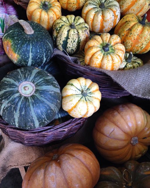 Pumpkins and Squash Photo ©Evie Saffron Strands It’s approaching mid-Autumn, so, what produce can we expect to see during the rest of October? Mainly British grown Turnips, Swede , Beetroot , Heritage Carrots , Parsley Root, Celery , and Parsnips . The Jerusalem Artichokes and Salsify too may move to home grown. English Leeks and crunchy Kohlrabi throughout the month. We may see the mild turnip variety Tokyo Turnips . Greens like Romanesco , Cauliflower , Broccoli , Black Cabbage (Cavolo Nero), Kale, Rainbow Chard , Brussel Sprouts and Brussel Tops should be plentiful and Savoy Cabbage may join them. From Italy, the cold weather bitter greens Puntarelle (Catalogna), Chicoria (Catalogna Naturala), and Cime di Rapa (Rapini). A greater range of Chicories should arrive. Curly Endive , broad-leaved Escarole , cream/yellow and red speckled Castelfranco , delicate pink and vibrant red Radicchio to add an extra touch of bitterness to our autumn/winter diets. Autumn Squash will continue and, as this is the month for harvesting long-keeping Pumpkins , we will see more varieties joining the Delica Pumpkins and Ironbark Pumpkins coming in from Italy. Watercress from our Sussex Farmer will continue as will the English Wet Walnuts . We should see Fresh Chestnuts arriving. Potatoes are becoming more varied now, though we will have waxy-fleshed favourites Pink Fir Apple and La Ratte as much as possible. We will have Rose Lautrec Garlic for a while longer and new season Smoked Garlic from France. From Scotland Chanterelle Mushrooms and Girolle Mushrooms . Although we have both French and Italian Ceps/Porcini this week, we expect to French Ceps to take over mid-month. Fenland Celery should appear late in the month. French Muscat Grapes and Chasselas Grapes will continue into October. The weekly-changing selection of English Apples and Pears from our Kent farmer will continue through October. Citrus varieties Miyagawa (Satsuma/Mandarin cross) and Bergamots will be joined by other early varieties like Mandarins . We will have Quince throughout October and those coming in from France may make way for English grown fruits. We are buying Sicilian ‘White’ Pomegranates right now but the deep red varieties will take over later. We will have Persimmons from Italy mid-month and the harder Kaki fruits should arrive from Spain soon. We expect to have Salsola , also known a Saltwort or Land Seaweed . We discovered this succulent plant, which is of the same family as Agretti but a little finer, last year. It’s a salt tolerant plant which is considered one of Japan’s oldest vegetables where it’s known as Okahajiki. Salty and succulent, it is delicious raw or quickly blanched. 
