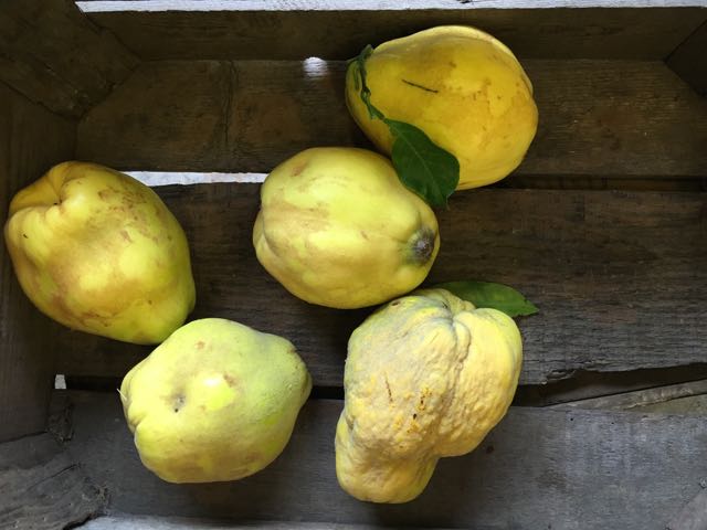 Quince Photo ©Evie Saffron Strands Fragrant Quince will be with us right through October. If you’ve never cooked quince before you may be surprised at how unyielding they are but their cooking is well worth the effort. Its raw flesh is off-white, hard, dry and astringent – not at all suggestive of what it tastes like cooked. This is an easy recipe for poached quince which brings out their unique flavour – apple and pear mixed with exotic guava and pineapple – that you can keep in the fridge, submerged in the juice, for at least a week. If you pot up into sterilised jars it will keep for several months. Poached quince is delicious served with yogurt for breakfast or with cream for a pudding when it’s particularly good paired with ginger biscuits. Poached Quince 400g (14oz) caster sugar 1.2 litres (2 pints) water 1 kilo (2lbs) quince ½-1 vanilla bean 2 slices of lemon Bring sugar and water to the boil in a large pan to dissolve the sugar. Reduce to a simmer. Split the vanilla bean and scrape the seeds into the sugar syrup. Add the bean pod and the two lemon slices. Quarter, peel and core the quinces and slice the quarters into inch thick wedges. Add the wedges to the syrup as you work. To keep the fruit submerged in the syrup while it cooks, cover the surface of the poaching fruit with a round of parchment paper and weigh it down with a saucer. Simmer slowly until the quince are tender (45 -60 minutes). Serve at room temperature or cold from the fridge.