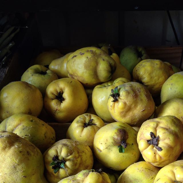 Quince Photo ©Evie Saffron Strands