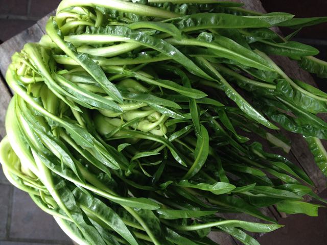 Puntarelle Photo ©Evie Saffron Strands Puntarelle Puntarelle , our namesake, is a member of the chicory family ( Cichorium ). This Cichorium Catalogna is also sometimes referred to as Asparagus Chicory. It’s a cold weather crop, usually at its best between November and February and, as it is coming into its prime season, it’s a good time to focus on it. Grown in Italy, it’s a crop particularly valued by Romans who have a taste for the bitterness of all Cicorie . Pick up a Puntarelle and you’ll be surprised by its weightiness. The long, jagged, dandelion-like leaves embrace a heart of hollow, pale green, knobbly shoots looking a little like short, fat, pale asparagus spears. The vibrant outer overlapping leaves are sweet with a welcome touch of bitterness that comes through particularly when the leaves are cooked. They deliver a welcome astringent punch in the depths of winter to add variety to our diet of home grown greens. Salads of bitter greens are often dressed with something salty as salt not only balances the bitterness but actually suppresses our perception of bitterness. The knobbly, juicy heart and the inner leaves make a delicious salad. The classic Italian way is to toss the raw thinly sliced shoots in an anchovy vinaigrette. The tougher outer leaves can be braised in a pan with a splash of water, a pinch of salt and a knob of butter until just wilted. Delicious mixed with some fried bacon or pancetta and piled on toasted bread. 