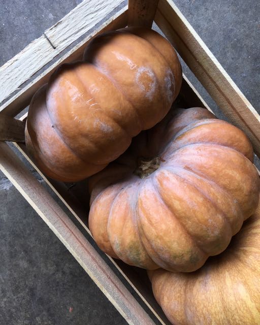 Musquee de Provence Pumpkin Photo ©Evie Saffron Strands NOVEMBER The end of October brought a shift from Scottish Chanterelles and Girolles to fungi from France and Italy. Muscat and Chasselas Grapes saw October out and the French Quince arrived to perfume our shelves. English Apple and Pear varieties changed through the month and Winter Squash and Pumpkins swept away any attempt at denial that mid-autumn had arrived, despite some beautiful warm days in London.