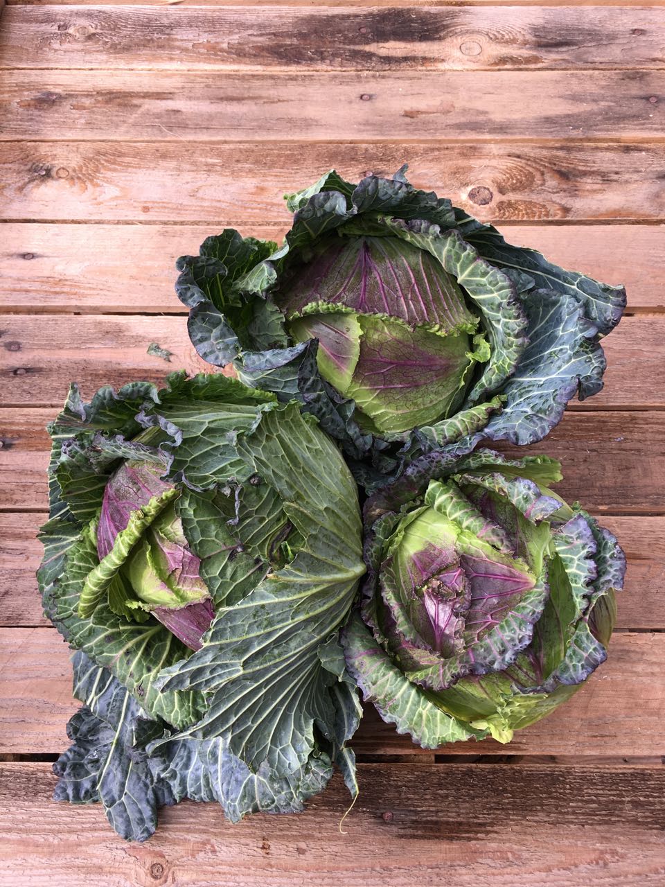 January King Cabbages Photo ©Evie Saffron Strands DECEMBER November went out with a cold snap. Good for the British Brassicas and Root vegetables which will only get tastier for a blast of frost, but continuing cold will be bad news for more tender leaf crops like Chard. English Apples and Pears were to the fore in November and the variety of new season citrus began to increase. Another highlight was the arrival of short season Fenland Celery and bitter leaves from Italy in the form of Chicoria and Radicchio. 