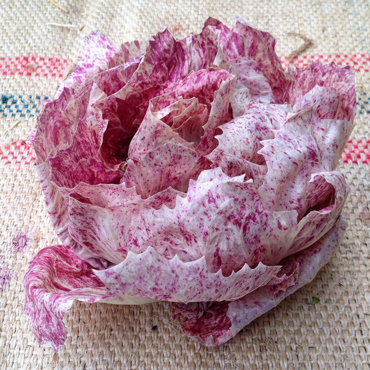 Castelfranco Radicchio Photo ©Evie Saffron Strands Writing on the first day of December, colours and textures catching my eye are smooth and deep-cleft Pumpkins in greens, flame-reds and burnished browns; crinkly-leaved emerald, black/green and purple hued Brassicas; yellow and pale green and orange Citrus, including the first Tarocco oranges; deep red Pomegranates; and frills of Radicchio in yellows, pinks and burgundies. And then there is our London Fermentary fridge, filled with jars and bottles of vibrant Fermented vegetables, sauces and Water Kefirs. Scent comes from the boxes of Quince to my left. Right now we have: British Brassicas including Savoy Cabbage , spectacular green and purple hued January King , deeply crinkled Black Cabbage (Cavolo Nero), green and purple Kale , Brussels Sprouts and Brussels Tops which have benefited from a kiss of frost. Beautiful English Purple Sprouting Broccoli , Cauliflower and swirling lime-green Romanesco , with the creaminess of cauliflower and the taste of broccoli. Root vegetables including Celeriac , Jerusalem Artichoke , Swede , and Beetroot are all British grown this week, as are the Leeks and Fenland Celery . There is French Scorzonera and also organic Heritage Carrots . English Chard growth is slowing so leaves are also coming in from kinder European climes as temperatures fall here. There is Watercress still from our Sussex Farmer, Kingfisher . Pale green Kohlrabi is here from Italy. Roscoff Onions from France and large, sweet White Onions from Italy. The cold-weather bitter greens from Italy include Puntarelle (Catalogna) and Cime di Rapa . Bitter leaves in the form of Radicchio Treviso ( Prococe and Tardivo types now), yellow, red-flecked Castelfranco , round Chioggia , rose-like Pink Radicchio , and large-leaved green Escarole . Joining the party this week is the beautiful frilly white/yellow Riccetta . The mild inner leaves of both Escarole and Riccetta are fantastic in salads while the coarser outer leaves can be cooked. Winter Squash and Pumpkins - Red Kuri (Onion Squash) , French Spaghetti Squash and burnished Musquee de Provence Pumpkins and Delica Pumpkins from Italy. Potato varieties this week are Cyprus and Desiree and both of our waxy-fleshed favourites: English Pink Fir Apple and La Ratte from France. Dessert Apple varieties from our Kent farmer this week are Cox, Crown Gold , Kent , and Russet . We have Bramley cooking apples from them too. The Pears have been particularly good this year and the farm has supplied us with Comice and Conference . Pomegranates this week are from Spain. We also have ripe Cachi/Persimmons from Italy. The first Tarocco Oranges from Sicily. Being early season, they lack blush to the skin and may not yet have developed much colour to the flesh but we welcome their arrival. There are Italian Navelina, Clementines and Leafy Lemons , and Bergamots too. We also have good quality Spanish Clementines . Crunchy, salty winter Camone and Marinda Tomatoes . Fresh organic Ginger Root and Turmeric Root .