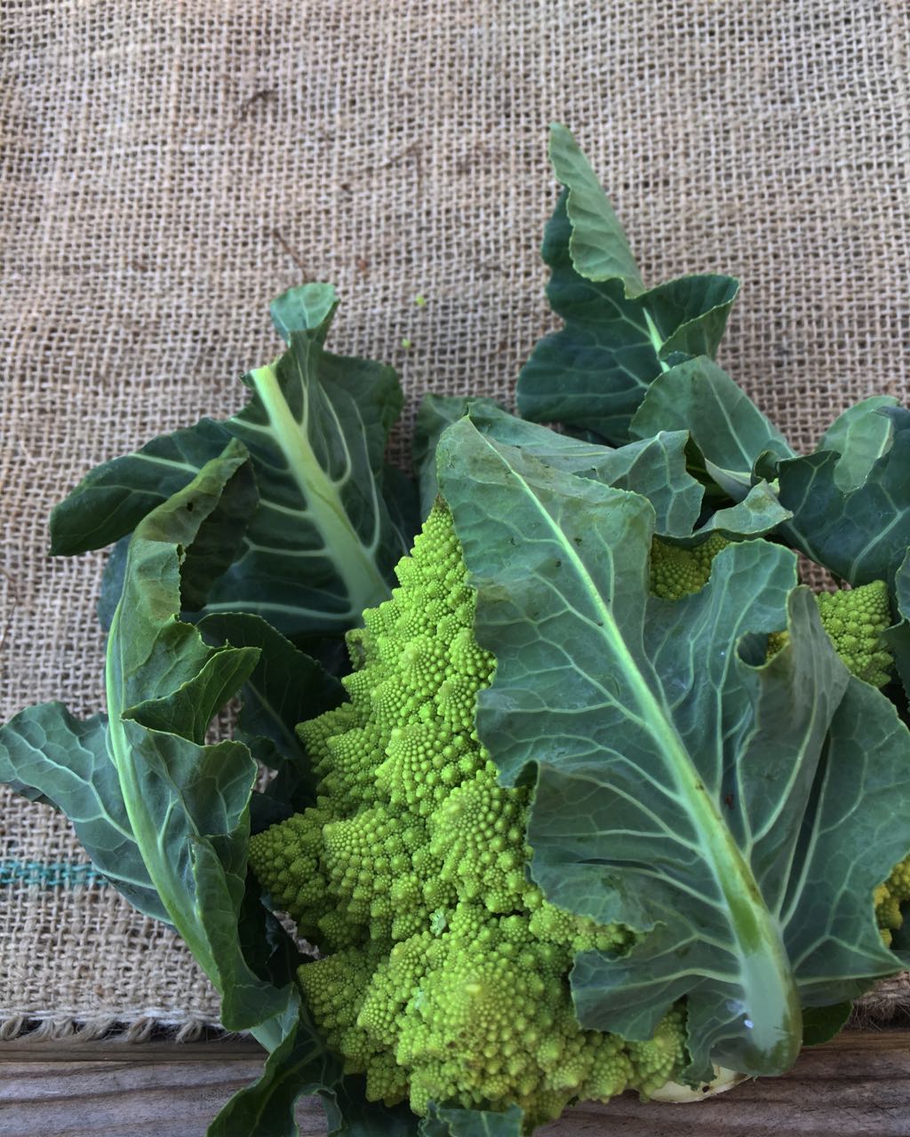 Romanesco Photo ©Evie Saffron Strands So, in the final month of the year, what produce can we expect to see during the rest of December? British Brassicas including Savoy Cabbage , spectacular green and purple hued January King , deeply crinkled Black Cabbage (Cavolo Nero), green and purple Kale , Brussels Sprouts and Brussels Tops which get better after a little frost. We expect to have English Purple Sprouting Broccoli through the month. Cauliflower and Romanesco , with its always-astonishing natural lime-green colour – the creaminess of cauliflower with the taste of broccoli. British-grown Root vegetables including Celeriac , Jerusalem Artichoke , Swede , and Beetroot , Leeks and Fenland Celery . There will be Salsify or Scorzonera and also organic Heritage Carrots . English Chard growth is slowing so we can expect leaves to come in from kinder European climes as temperatures fall here. We expect the Watercress from our Sussex Farmer, Kingfisher , to continue. Roscoff Onions from France. The cold-weather bitter greens from Italy including Puntarelle (Catalogna) and Cime di Rapa should continue. We should have bitter leaves throughout the month. Expect to see heads of Radicchio Treviso ( Prococe and Tardivo types), yellow, red-flecked Castelfranco , round red/white Chioggia , rose-like Pink Radicchio , large-leaved green/white Escarole and frilly white/yellow Riccetta . The mild inner leaves of both Escarole and Riccetta are fantastic in salads while the coarser outer leaves can be cooked. Winter Squash and Pumpkins - Red Kuri (Onion Squash) , burnished Musquee de Provence Pumpkins and Delica Pumpkins . Potato varieties are likely to be Cyprus , Desiree and both of our waxy-fleshed favourites: English Pink Fir Apple and La Ratte from France. Dessert Apple varieties and Bramley cookers from our Kent farmer will continue to arrive. We should also have Pears which are likely to be Comice and Conference . Pomegranates throughout the month. Supplies of Tarocco Oranges , and Citrus in general, will increase as the month progresses. Crunchy, salty winter Camone and Marinda Tomatoes throughout December. Don’t forget our fresh organic Ginger Root and Turmeric Root . On the run-up to Christmas we will have plenty of stocks of Nuts in their shells , Dried Fruits , fresh Cranberries and vacuum-packed Chestnuts . We will also have more of those juicy Bottle-Nosed Pineapples .