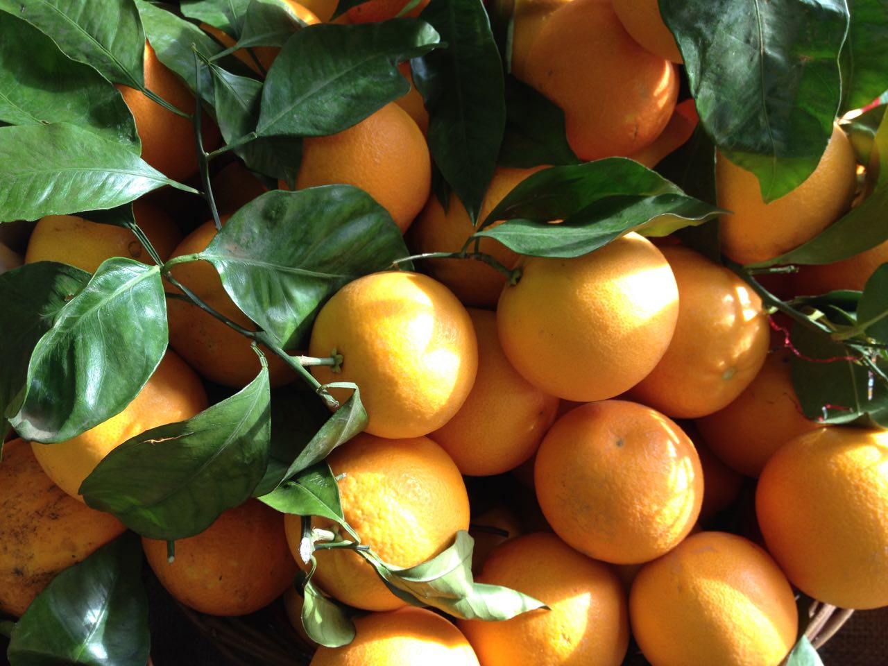 Sicilian Early Season Tarocco Oranges Photo ©Evie Saffron Strands GOOD TO KNOW: As we race towards Christmas, a word about opening hours. Our Arch at Spa Terminus will be open: 21, 22 and 23 December 08.00-at least 13.00 Please get in touch if you would like to pre-order for collection on any of these days. We can be contacted by email on: hello@puntarelle.co.uk Throughout December we will be selling our seasonal Water Kefirs as usual. Going into winter, you can expect flavours that match this festive time with spices, citrus and dried fruit notes to the fore. Examples are: Pumpkin & Orange Spice Water Kefir With notes of orange, and gingerbread, we think this seasonal Kefir catches the mood of the time of year perfectly. Beetroot & Ginger Water Kefir We had the idea to harness the natural sugars, earthy flavours and dramatic pigment in beetroot for this spicy Kefir and the results, we think, are very pleasing. Like all our Water Kefirs, these unpasteurised fermented drinks bring beneficial micro-organisms, B vitamins, minerals and enzymes in a slightly sour, zingy, low sugar form. More about our range of Fermented products at: www.londonfermentary.com
