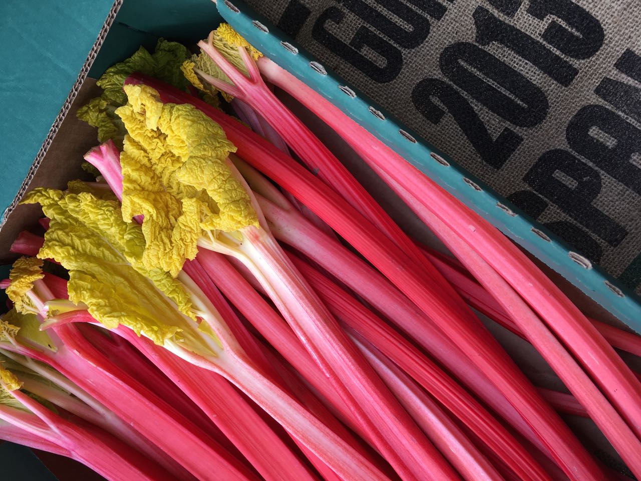 Yorkshire Forced Rhubarb Photo ©Evie Saffron Strands As we enter what is normally the coldest month of the year, there is a surprising amount to look forward to in the fruit and vegetable world to cut through the cold and grey. Vibrant pink Yorkshire Forced Rhubarb, new season citrus; bitter-sweet yellow/green, pink and red Chicories; and the greens and purples of the brassicas are just the start. As I write we have: Tender pink stems of Yorkshire Forced Rhubarb . Seville Oranges for making bitter marmalade and buttery curd. Blood Oranges for juicing or salads. Deep red sweet-sharp Pomegranates . Crunchy, salty Camone and Marinda Winter Tomatoes . Bunches of the Mediterranean succulent Barba di Frate/Agretti/Monk’s Beard. Bitter-sweet Italian Chicoria including Puntarelle (Catalogna) and Cime di Rapa . Several varieties of colourful bitter-sweet Radicchio and, milder, Endive . British Brassicas including Savoy Cabbage , spectacular green and purple hued January King , blistered Black Cabbage (Cavolo Nero), green and purple vitamin and mineral rich Kale , Brussels Sprouts and Brussels Tops which have benefited from a kiss of frost. Beautiful English Purple Sprouting Broccoli , Cauliflower and swirling lime-green Romanesco , with the creaminess of cauliflower and the taste of broccoli. Root vegetables including Celeriac , Jerusalem Artichokes , Swede , Beetroot and organic Heritage Carrots are all British grown this week, as are the Leeks . A variety of Winter Squash and Pumpkins . Potato varieties this week are Cyprus and Desiree , Maris Piper , and waxy-fleshed Pink Fir Apple and La Ratte . Fresh organic Ginger Root and Turmeric Root . A freshly-stocked londonfermentary.com fridge.