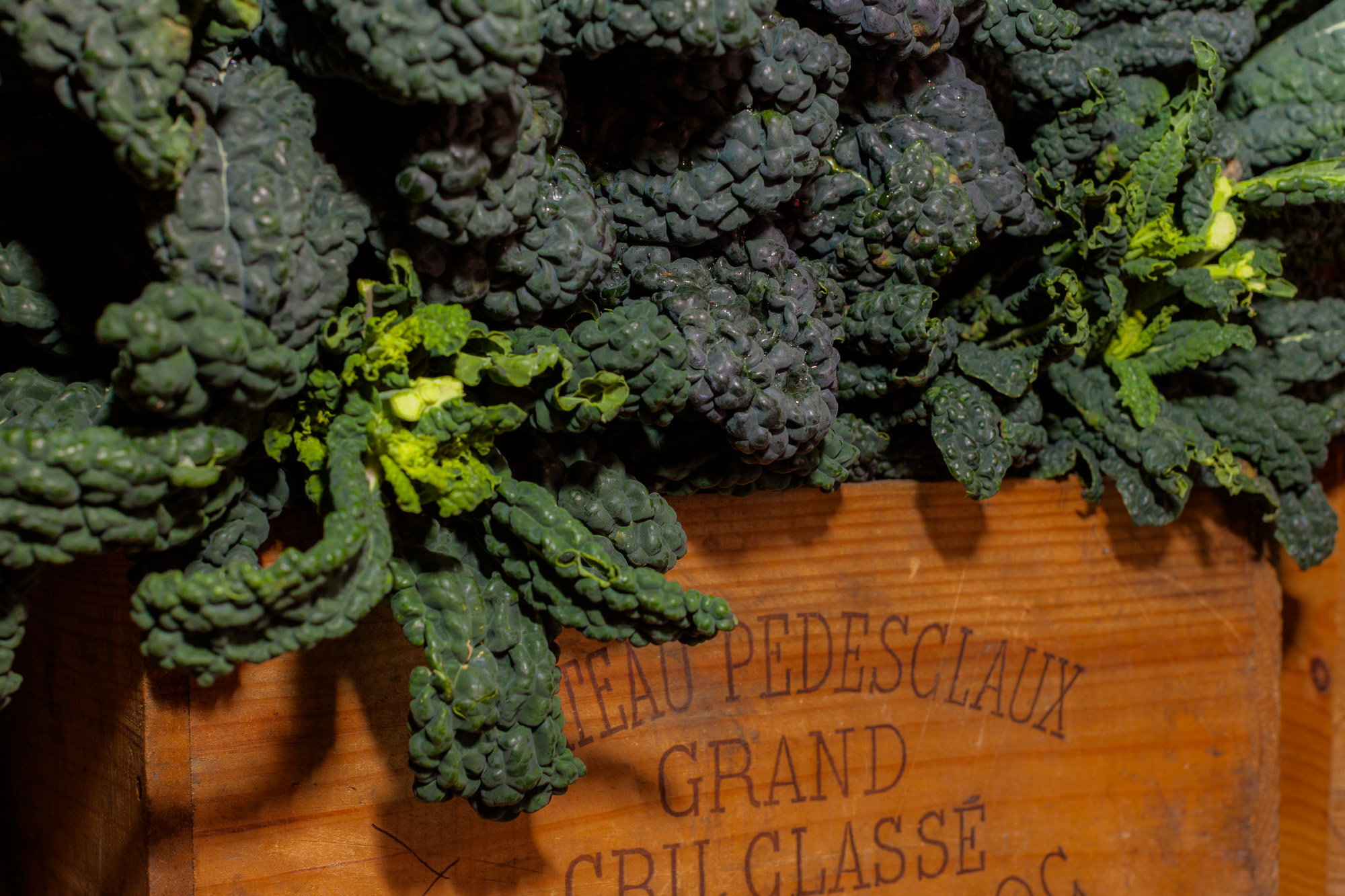 Cavolo Nero/Black Cabbage Photo ©Puntarelle&Co Ltd GOOD TO KNOW: *** Puntarelle & Co will be back from holidays and trading normally from 12/13 January 2018 ***
