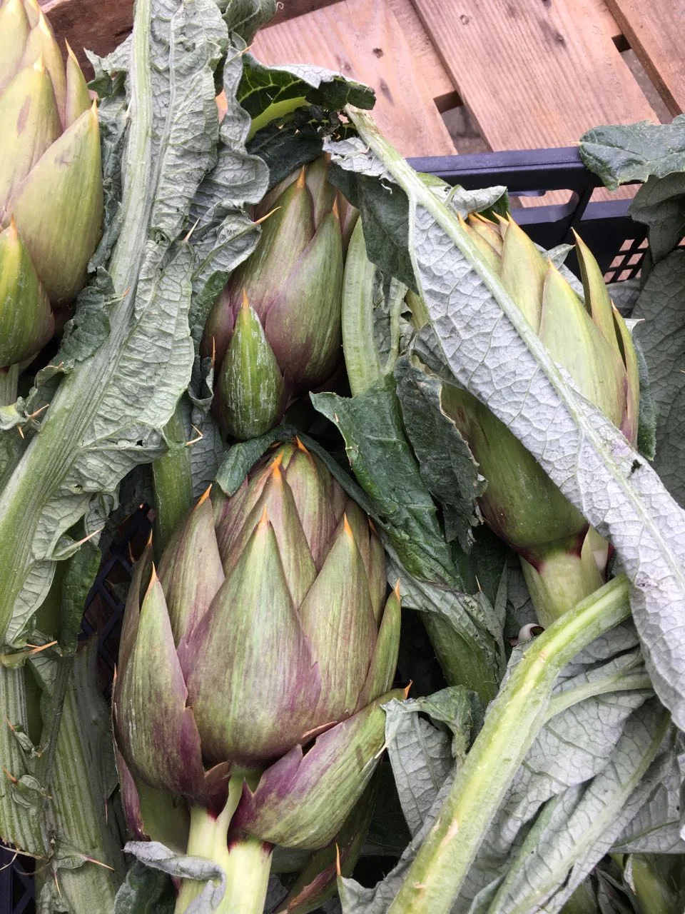Sardinian Artichokes — Puntarelle & Co