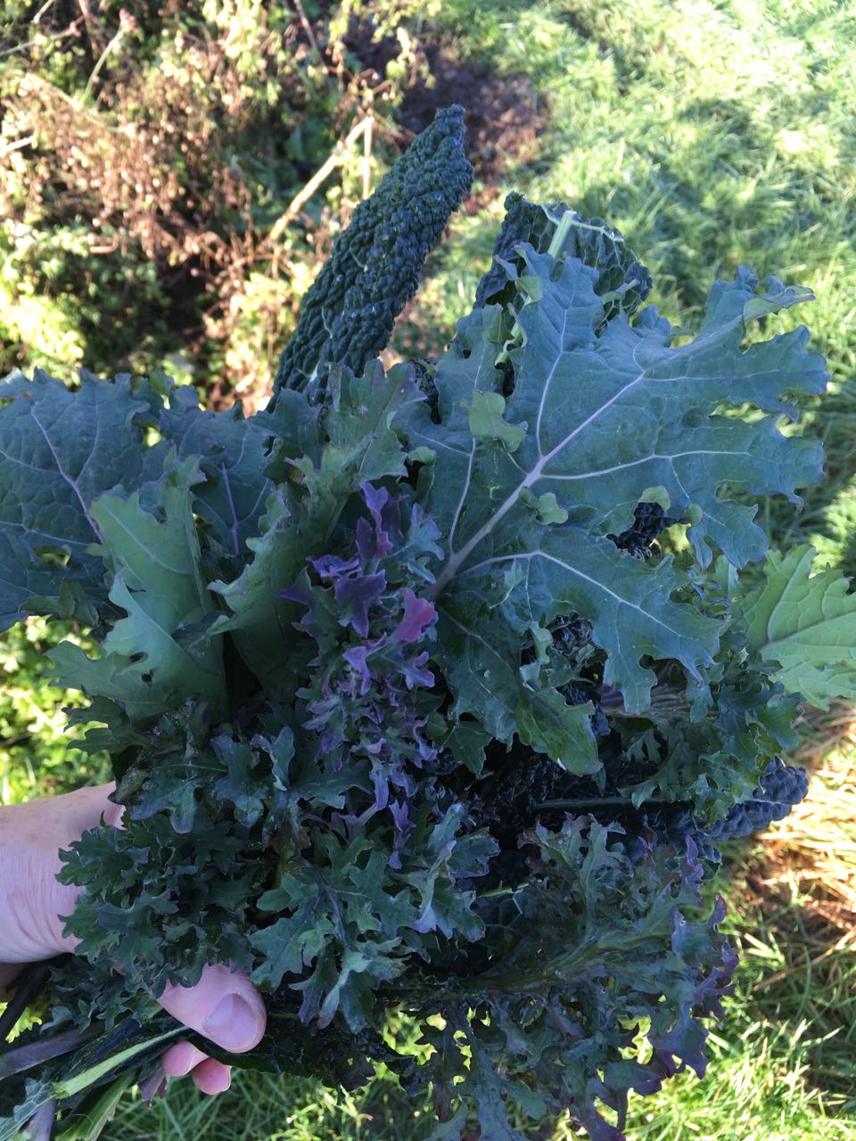 Mixed Kale Photo ©Evie Saffron Strands A member of the Mustard family, which includes Brassicas, Kale originated in the Eastern Mediterranean. Varieties come in serrated, crinkly, curly, flat or deeply cut and feathery, and in colours from pink-edged silvery green through pale to dark, almost black, green and deepest purple. Blistered-leaved Cavolo Nero/Nero de Toscana is considered a Kale despite its ‘Black Cabbage’ translation. Sharing bitter-sweet and peppery flavours with their relatives Cabbages and Brussels Sprouts, like them, Kale develop their best flavour and colour after a period of cold weather, particularly after frost. This activates the natural sugars in the plants. A cut-and-come-again plant, they are at their best during the January to March ‘hunger-gap’ when northern hemisphere greens are few and far between. Kale is rich in vitamins A, C and K, folic acid and manganese. Kale can be eaten raw in a salad, after discarding any tough stalks. Their leaves can be torn and tossed in olive oil and a little salt before baking in a medium oven for 15 minutes to produce kale crisps. Tender young leaves can be sautéed briefly in a little olive oil with garlic, and, optionally, chilli. Later, larger leaves need to be chopped up and sautéed after first blanching in salted boiling water. Romans call this treatment ripassate . You can add raw Kale leaves to a soup. The leaves are particularly good with potatoes and add an earthy depth to mixed vegetable soups. Kale pairs beautifully with salty fried bacon or anchovies melted in hot butter. The leaves also have an affinity with eggs – add cooked kale to a frittata or tortilla or top with a poached egg and, maybe, a little grated gruyère for a quick lunch. 