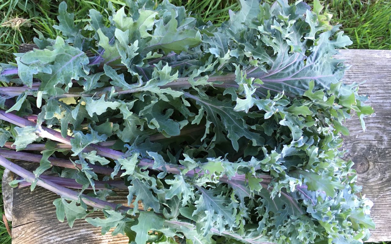 Red Russian Kale Photo ©Evie Saffron Strands