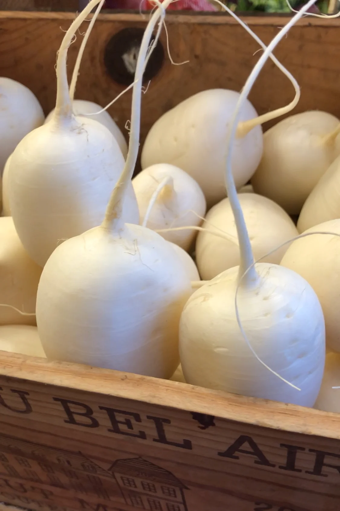 White Radish Photo © Puntarelle & Co Radishes A member of the mustard family, Raphanus sativus, the Radish is native to Western Asia. Cultivated for thousands of years they had reached the Mediterranean by the time of the ancient Egyptians and Greeks. In Egypt, labourers working on the pyramids were given rations of garlic and radishes. The Greeks even made votive offerings to Apollo in the form of models of radishes in gold – turnips merited the use of lead, and beetroots were rendered in silver. The Romans were early appreciators of the radish too. Shaped by human selection, the Radish now comes in many forms and colours, from pure white throughout; black with white flesh; a form that is green outside and red within; a variety called Blue Moon which is pale purple of skin and has striated purple and white flesh; and others that have deep-red skins at the top, fading to white at the base, or are completely round and red-skinned. They also come in a huge variety of sizes from the small, elongated Breakfast Radish to large varieties of Daikon, or Mouli, which can grow to more than 30cm long and weigh as much as 3kg. All share a crisp texture and varying degrees of pepperiness. If left in the warmth too long, radishes will soften. Place them in a bowl of iced water for an hour or so and they will regain much of their crispness. In early Spring, it’s the small red, or red and white, Radish that catches the eye. They take only 3-4 weeks to grow and are best grown early as summer’s heat can turn them harsh and woody unless watered assiduously. They are best simply washed and eaten raw with salt, bread and butter. Larger varieties can grow through the summer until harvested in the autumn. Firm and drier, these later varieties can be roasted or braised. The long, white Asian Daikon/Mouli is relatively mild and can be used raw or cooked. Most of the heat in radishes lies in the skin, so peeling moderates the heat. Cooking them deactivates the peppery enzyme and brings out their sweetness. Serve small, spring radishes with a bowl of salt; with carrots, young peas or mangetouts and dip them into a bowl of mayonnaise or a garlicky aioli; dip radishes into a bagna cauda sauce (melt anchovies into olive oil and garlic before whisking in butter). Make a radish sandwich – butter brown bread, add a layer of radish leaves and top with sliced radishes and season with salt. The leaves of radish add a light pepperiness to a bowl of salad leaves too. Larger types, like Daikon/Mouli, can be sliced, mixed with chicory leaves and finely sliced fennel, or paired with anchovy. Both ways are good with a citrus and olive oil dressing. Radishes pickle well too. Personally, we wouldn’t cook radish. It’s the peppery crunch that makes them so appealing, so, if you want a mild pepperiness, maybe you should reach for a turnip instead. 