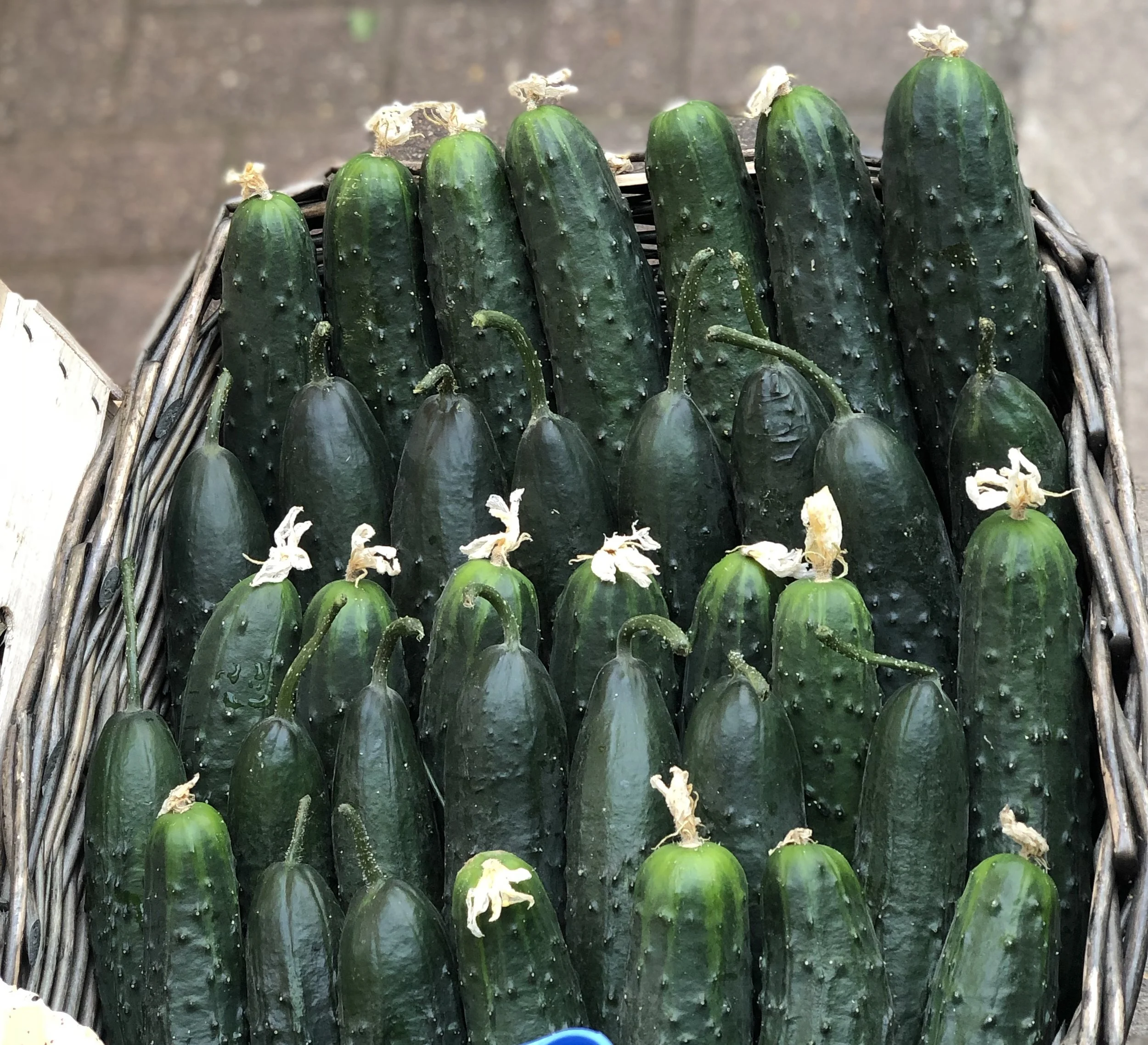 Italian New Season Cucumbers Photo ©Puntarelle&Co Ltd So, what produce can we expect to come through our doors before the end of APRIL ? Earthy, saline Jersey Royal Potatoes should see us through April. Vitamin C, iron and calcium-rich Spring Nettle Tops (bag with care!). English Wild Garlic leaves through most of the month. Sweet, juicy UK-grown Cucumbers and Italian Ridged Cucumbers may be joined by pickling cucumbers from Eastern Europe this month. Mild, crunchy English Spring Onions throughout the month. Wispy Wild Asparagus from Italy may be joined by some English grown late in the month. And, if we finally get some sun and warmth, fat spears of English Aparagus to look forward to. There could be more Italian Wild Hop Shoots too. This month sees the last of the Purple Sprouting Broccoli but there’s new Spring season Rainbow Chard from Italy, along with Italian Peas and Broad Beans and Romano Courgettes. Bulbs of sweet, pungent Wet Garlic from France and Italy . Outdoor-grown Rhubarb , from our preferred farmer in Kent will continue. Strawberries from Italy, France and the UK will become more abundant and tastier. Expect some French Gariguette Strawberries . Spring season English Heritage Tomatoes and some varieties from France and Italy will arrive this month, easing out the salty, crunchy Camone and Marinda Tomatoes that have seen us through winter. Radishes are changing from winter varieties to spring ones this month and will arrive in greater quantities. Watercress from our preferred English grower and, maybe, some from France. New season Aubergines from Italy in more variety of size and shape. Green and Purple Artichokes , large and small. St George’s Mushrooms and Morel Mushrooms . We expect Nespoli (Loquats) to arrive from Italy this month. There may be a chance of English-grown Broad Beans and Peas this month. Given the unseasonal weather, we shall see. Pots of growing Spring Herbs along with our usual herb sprigs.