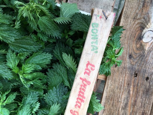 Spring Nettle Tops Photo ©Evie Saffron Strands Rich in vitamins and minerals, including Vitamin C, iron and calcium, considering Nettles as a weed seriously undervalues their nutritional benefits. Here at Puntarelle & Co we have them in Spring and early Summer when they are at their vigorous best. Like everything that grows wild, you need to be sure it has grown in a clean environment if you are going to eat it. Buy from us or, if you have a trusted patch near you, go out and snip the tops. Take care picking them or filling your bag as they pack a mighty sting until subjected to brief heat or cold. Here is an idea for using them: Nettle & Spinach Soup (Serves 4) Around 350g (12 oz) nettle tops Around 350g (12 oz) spinach or chard 50g (2 oz) butter or olive oil 2 leeks or onions, sliced 1 medium potato, diced (optional) Around 1 litre (1¾ pints) vegetable stock Salt and pepper Cream to serve Wash the nettle tops carefully (they sting until cooked) and the spinach or chard and drain both. In a large pan, melt the butter and add the sliced leeks or onions. Cook, without colouring, for 5-10 minutes to soften. (Add diced potato at this point if you want a heartier soup). Add the nettles and spinach or chard, cover and cook until just wilted. Pour in the stock, bring to the boil then simmer for 20 minutes. Liquidise then reheat and season with salt and pepper. Serve with a spoonful of cream atop each bowl of soup.