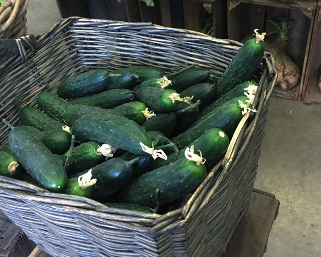 Italian Ridged Cucumbers Photo ©Evie Saffron Strands Cucumbers The first cucumbers were cultivated in India around 3,500 years ago. It took a thousand years for cultivation to reach as far as the Mediterranean region. Now, the Cucumber is the second most valued Cucurbit (member of the gourd family) throughout the world – the first being the watermelon. The cucumber is around 95% water (the watermelon around 92%) but both are good sources of essential vitamins and minerals. Unsurprisingly, both are at their refreshing best eaten raw and cool. The larger a cucumber grows the milder it gets and the higher its natural sugar content becomes – though this is a modest 1-2%. With older varieties of cucumber, the male flowers needed to be removed to prevent a bitter flavour developing but that astringency has been bred out of modern varieties. Breeders too have taken out the ‘windy’ element associated with older types - ‘Burpless’ varieties are the norm now. Fermented Cucumbers, or Acidified Pickled Cucumbers which produces a less complex flavoured pickle, are better made with small, thicker-skinned varieties of cucumber. We buy Eastern European grown ones especially for this treatment as they stand up to the ‘pickle’ solutions without turning to mush as thin-skinned types do. Marinating them in a sweet dill pickle is the easiest of methods for preserving them when they are at their best. There are also ‘Armenian Cucumbers’, which are actually a form of African melon, and their relative the Gherkin whose true fruits are quite rounded. The subtle, grassy, flavour and melon-like aroma of Cucumber is well matched to dill, both the green herb and the seed which is well known for its digestive properties. Scattering borage flowers on a cucumber salad deepens its flavour, as well as making it look beautiful, whereas a sprig of mint contrasts. Cucumber has an affinity with soft, creamy cheeses and yoghurt. It can also be paired with its close relative the melon, especially the green-fleshed Galia type, in a cold soup or salad. There’s ‘Salad Elona’ which calls for slices of cucumber and strawberries to be seasoned with salt, pepper and sugar and a little dry white wine or wine vinegar. Or you can make a Cucumber salad by marinating thinly sliced shallot in lemon juice for 15 minutes, whisking in olive oil then pouring this over thinly sliced cucumbers. Serve with yoghurt and mint. You can cook with cucumber. If you are including it in a sauce you might want to salt it first to draw out some of the water. There are recipes for creamy Cucumber soups to be served hot, and brothy versions to be served chilled. For an accompaniment to baked or poached fish, sauté diced cucumber, peeled or unpeeled, in a little butter until just tender, add salt and pepper, diced tomatoes and chervil or dill fronds.