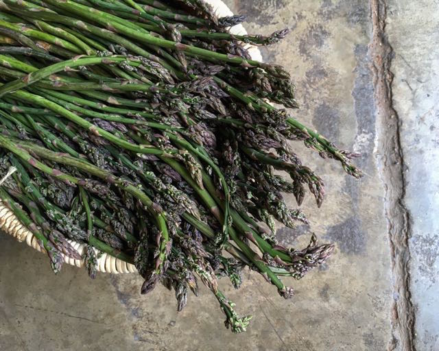 Wild Asparagus Photo ©Evie Saffron Strands